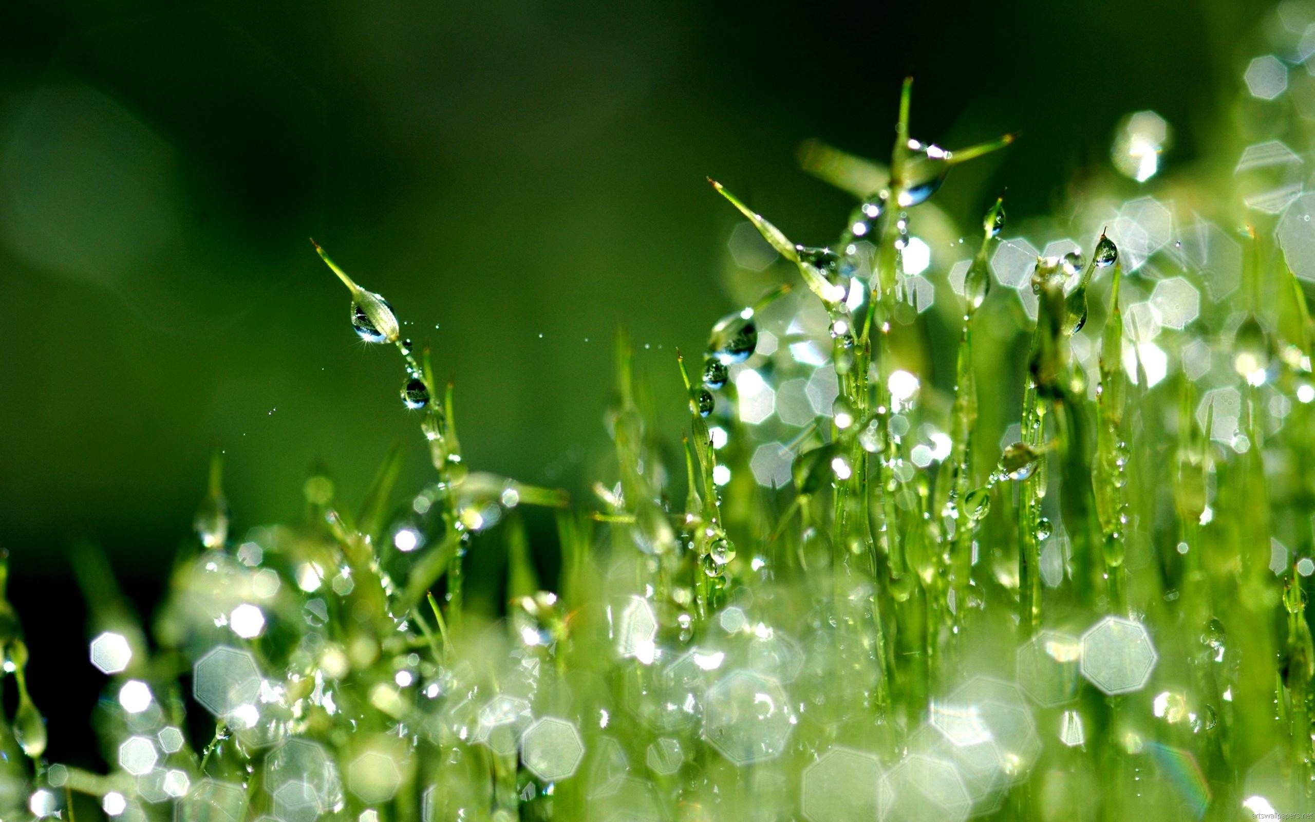 2560x1600 Green Art Photography Wallpaper Macro Wallpaper. High