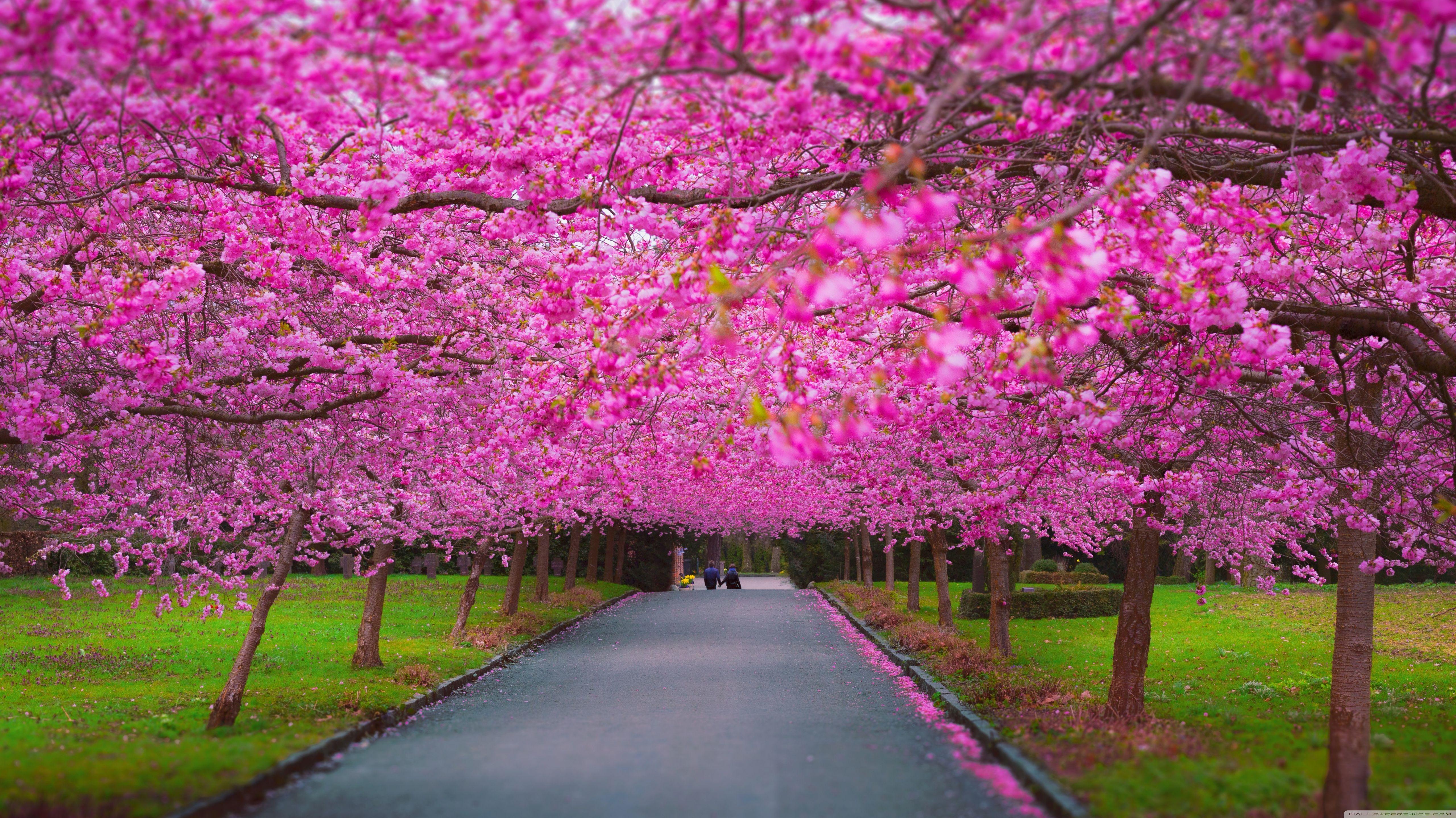 5120x2880 Romantic Spring Ultra HD Desktop .
