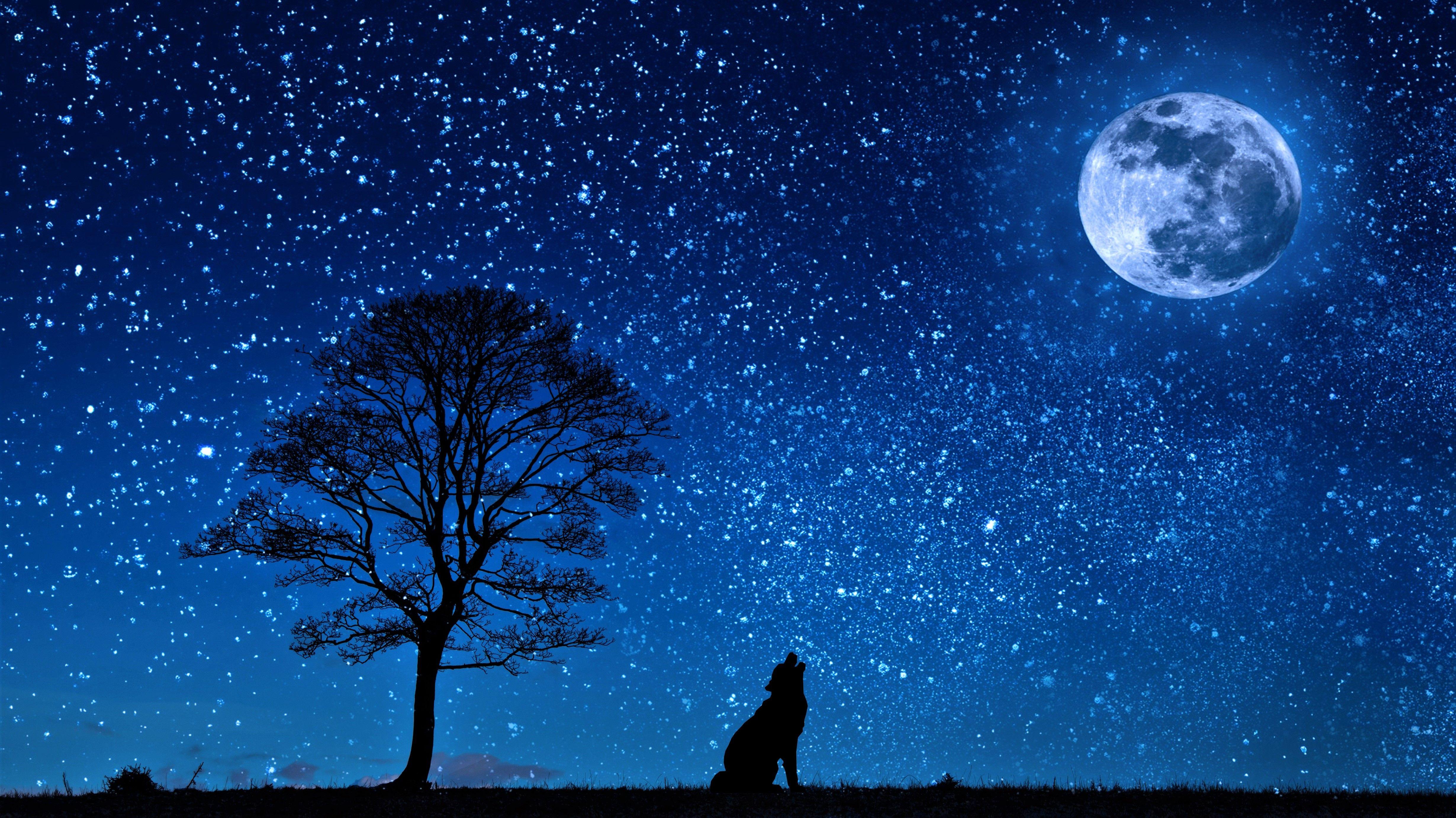 4919x2763 Full Moon Wolf Wallpaper HD .istok09.