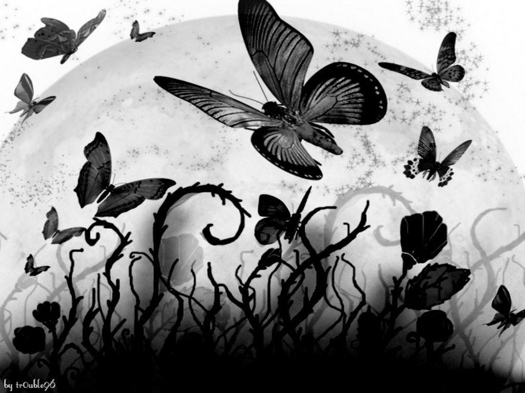 1024x768 Black Butterfly Image HD