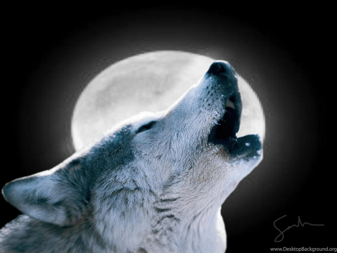 1152x864 Wolf Howling At The Moon Wallpaper Desktop Background
