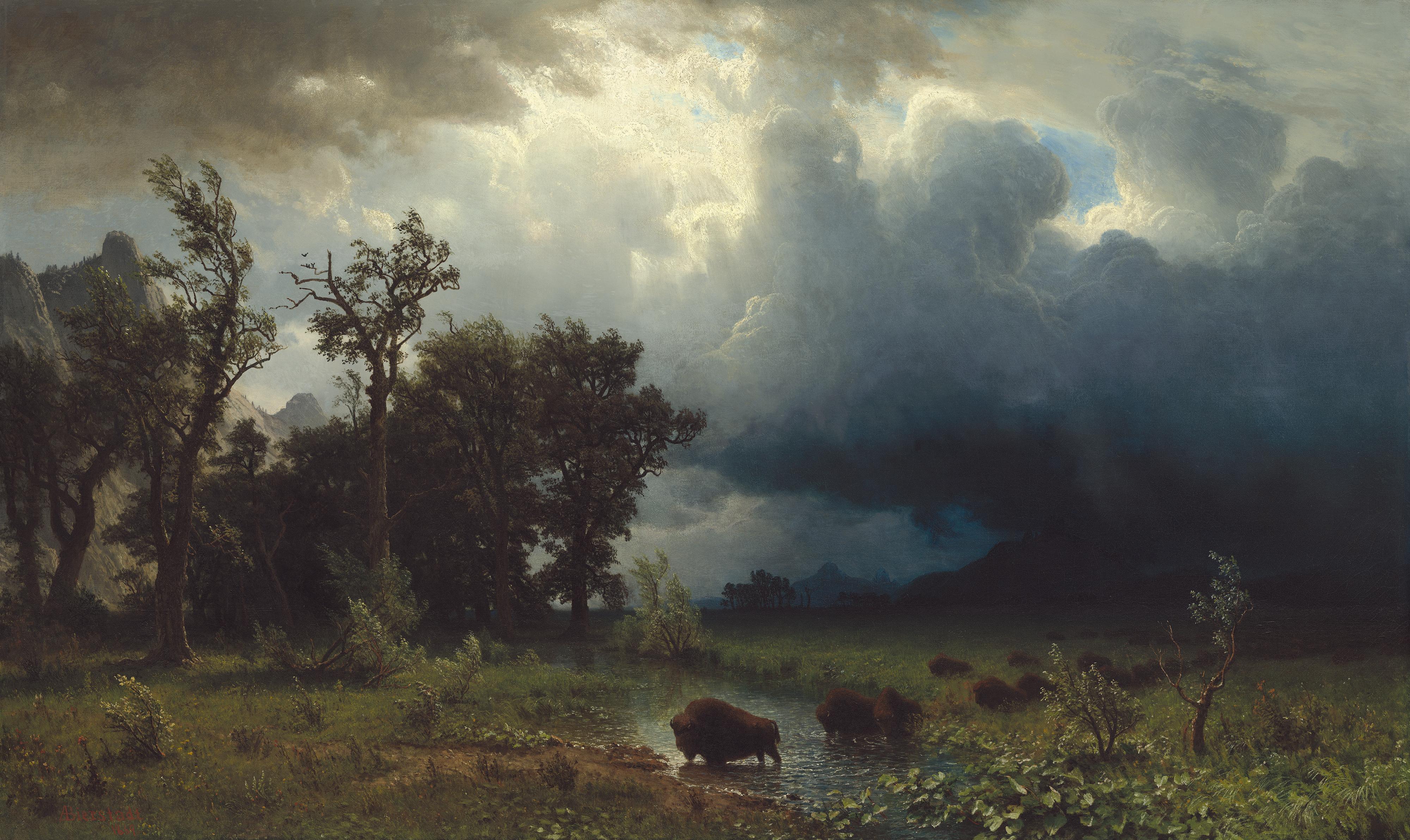 4000x2383 Buffalo 4K wallpaper for your desktop or mobile screen free and easy to download