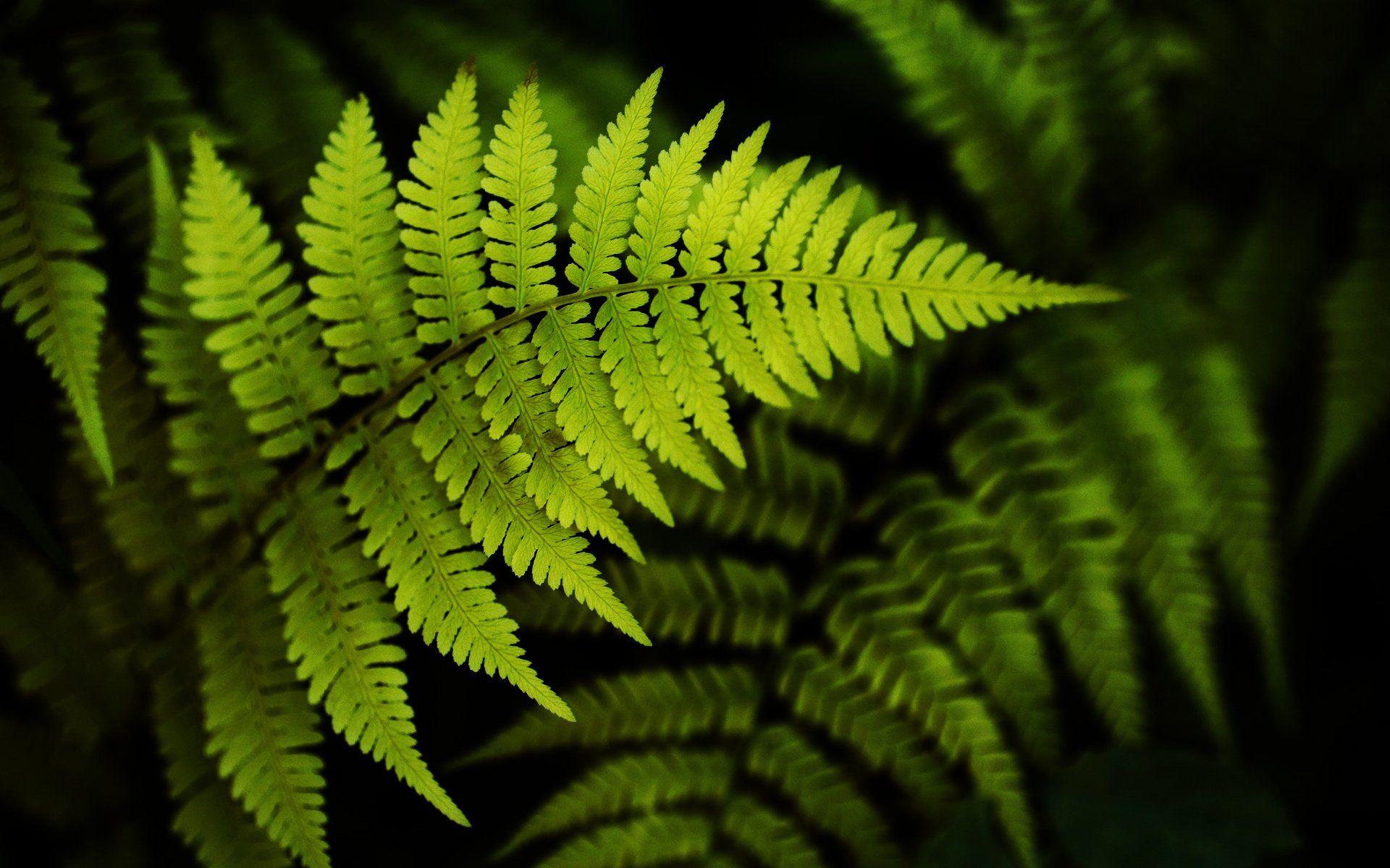 1920x1200 Tumbuhan Paku HD .