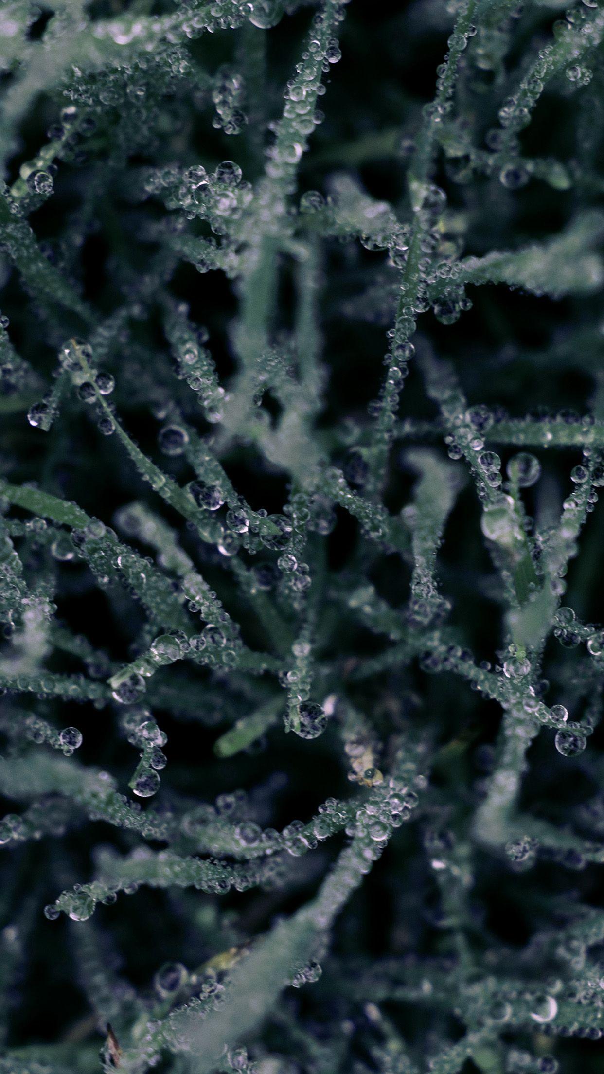 1242x2208 Plant Flower Blue Rain Pattern .