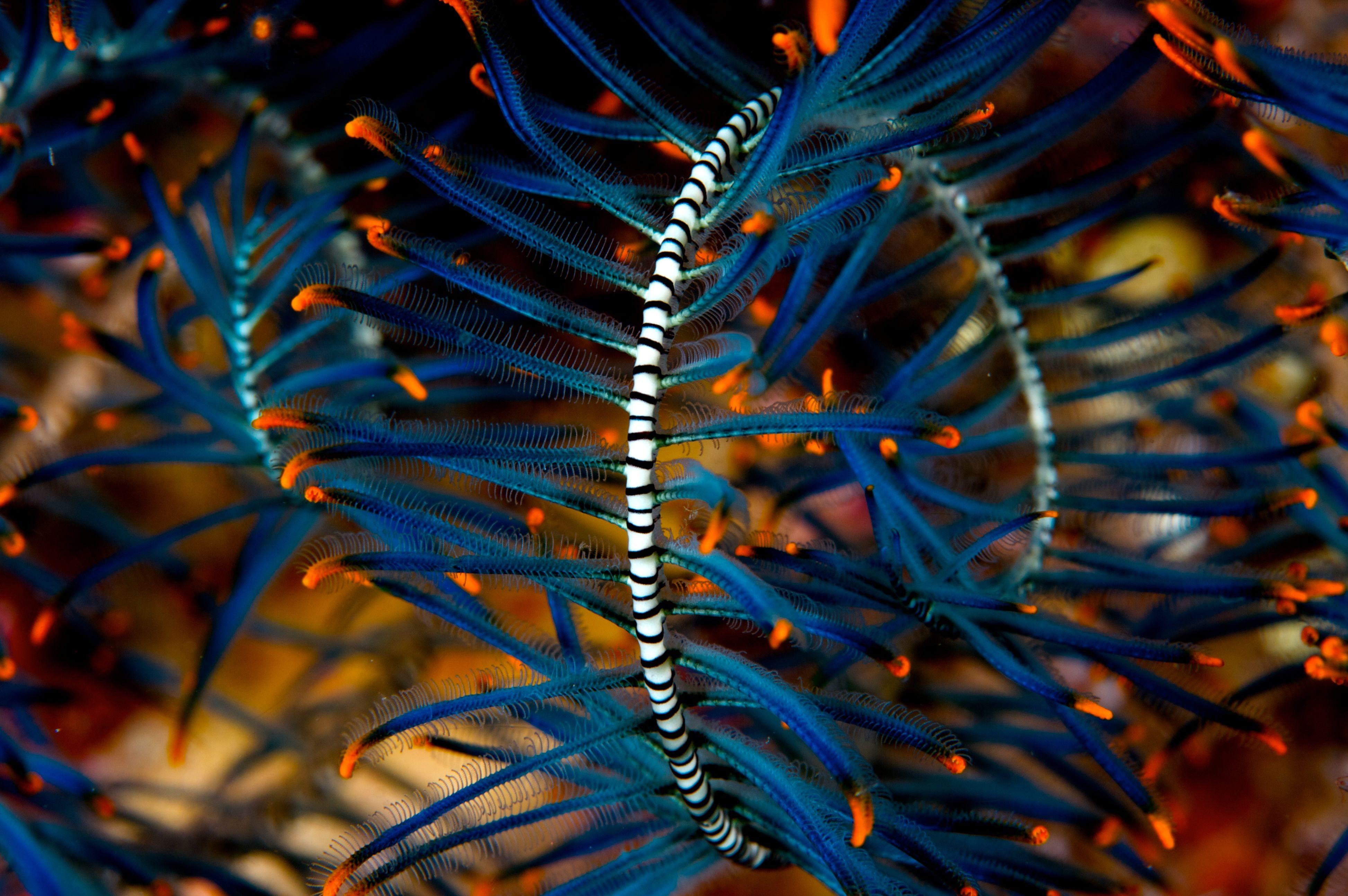 3892x2586 Underwater Photography Wallpaper
