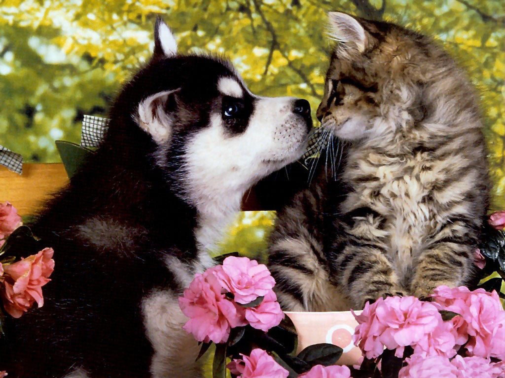 2048x1536 Puppies And Kittens Wallpaper .