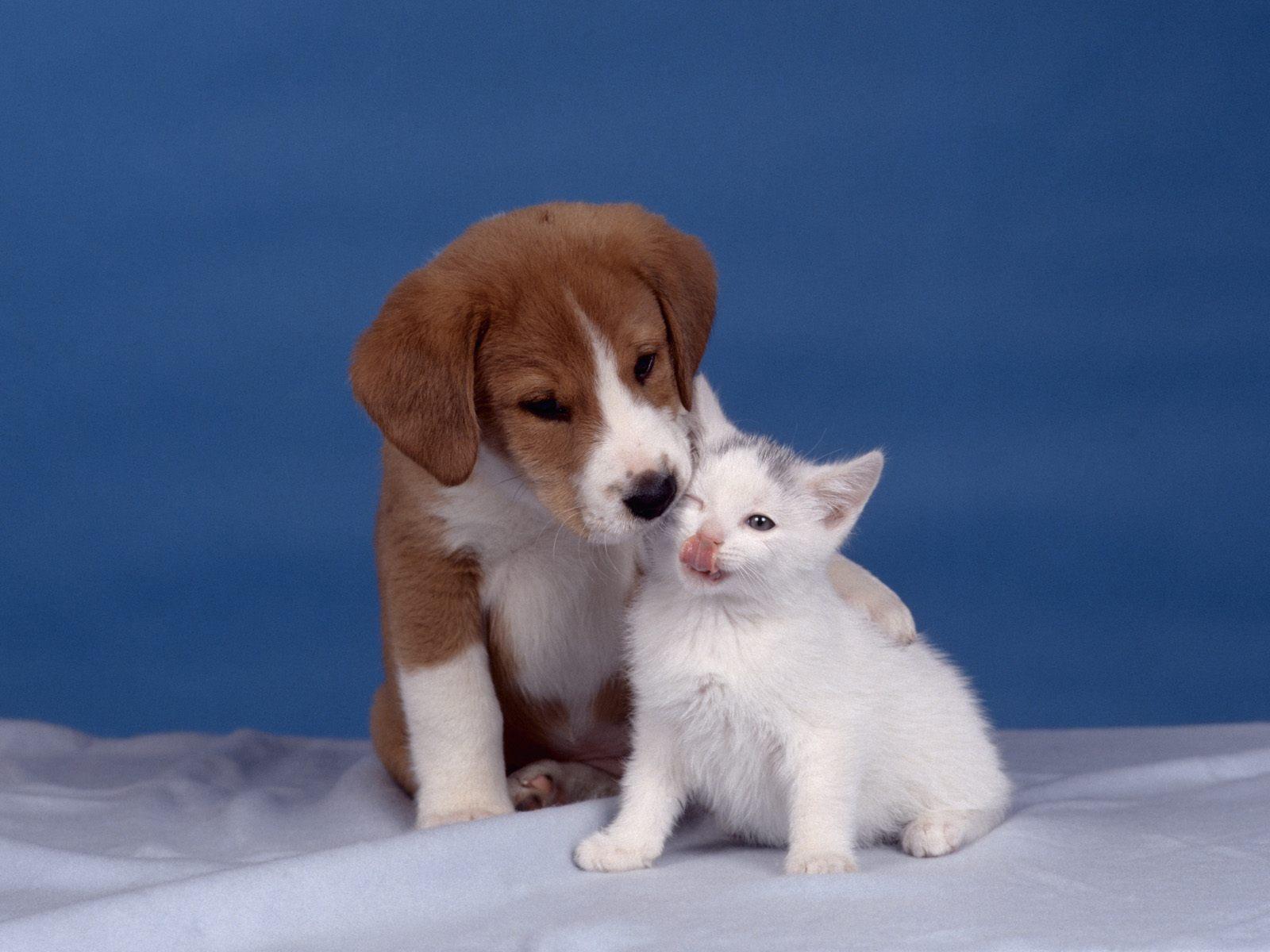 1600x1200 Kittens And Puppies Wallpaper Group Wallpaper