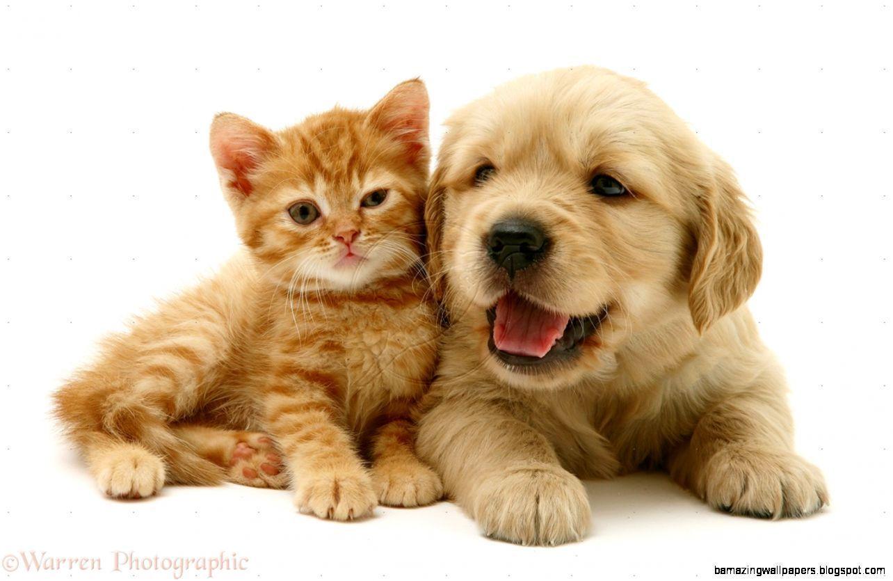 1284x835 Cute Puppies and Kittens Wallpaper on .wallpaper.dog