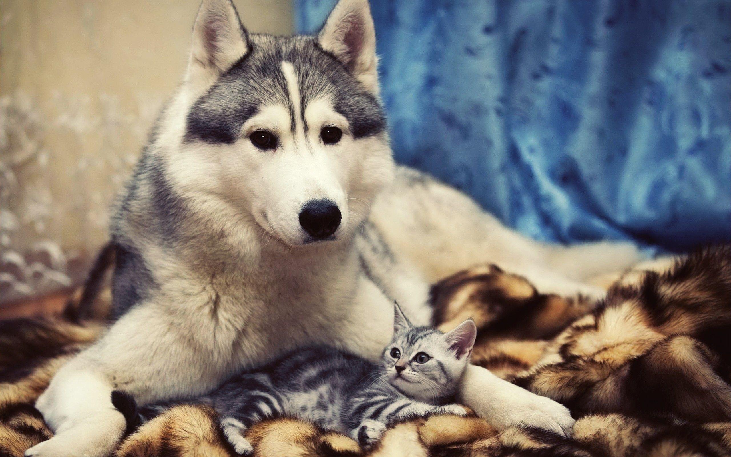 2560x1600 Dog And A Little Kitten Wallpaper .