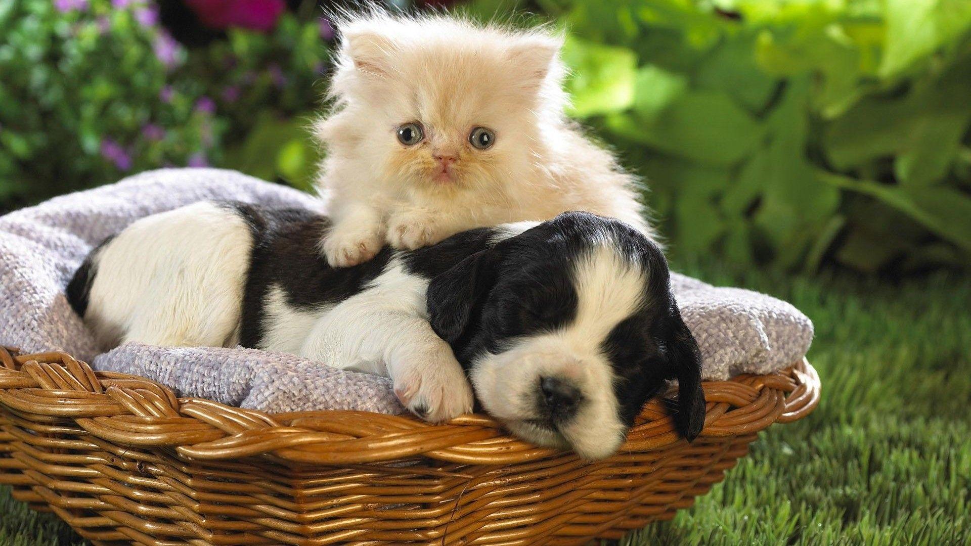 1920x1080 Puppy Kitten, High .