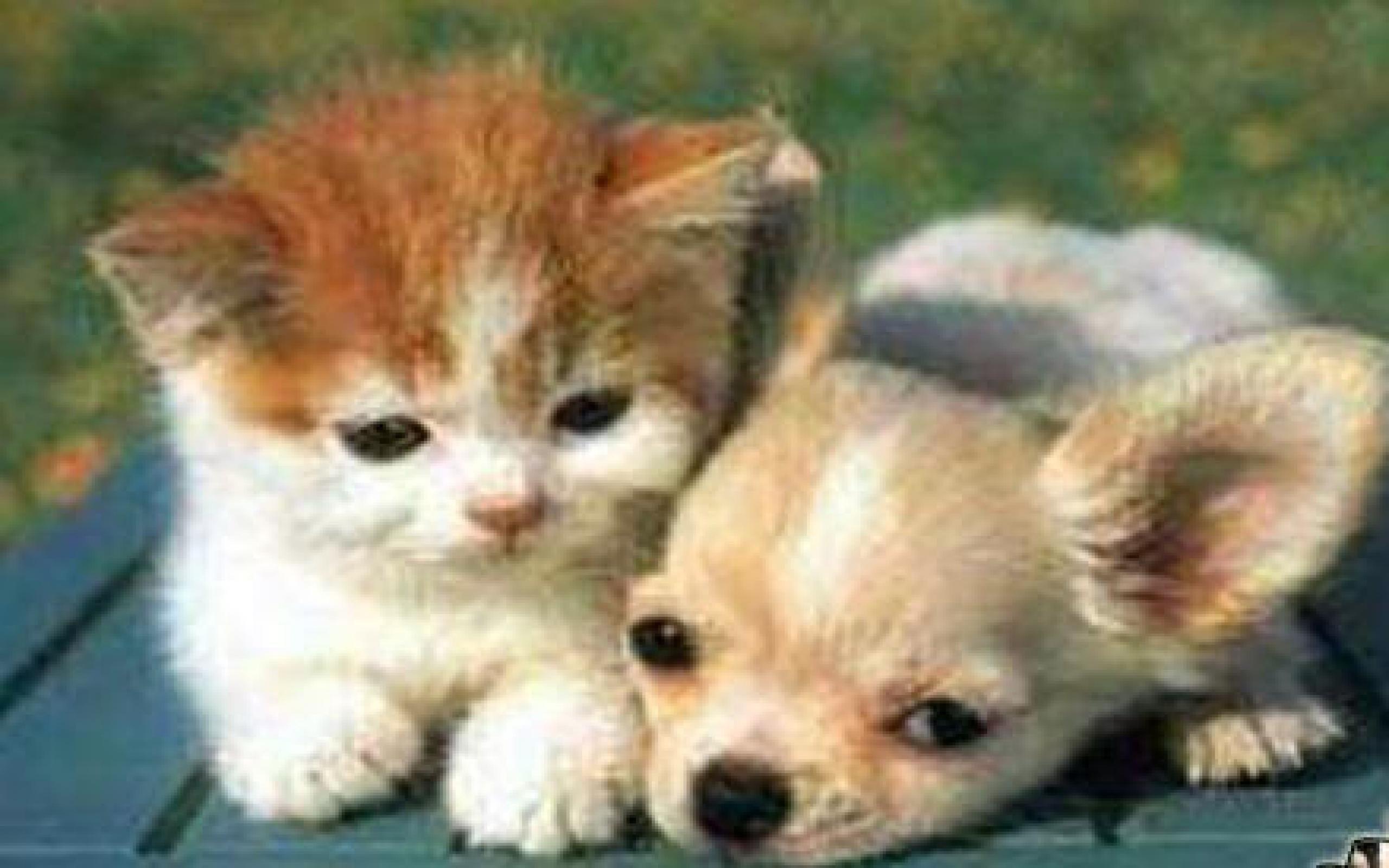 2560x1600 Puppy And Kitten Wallpaper .itl.cat