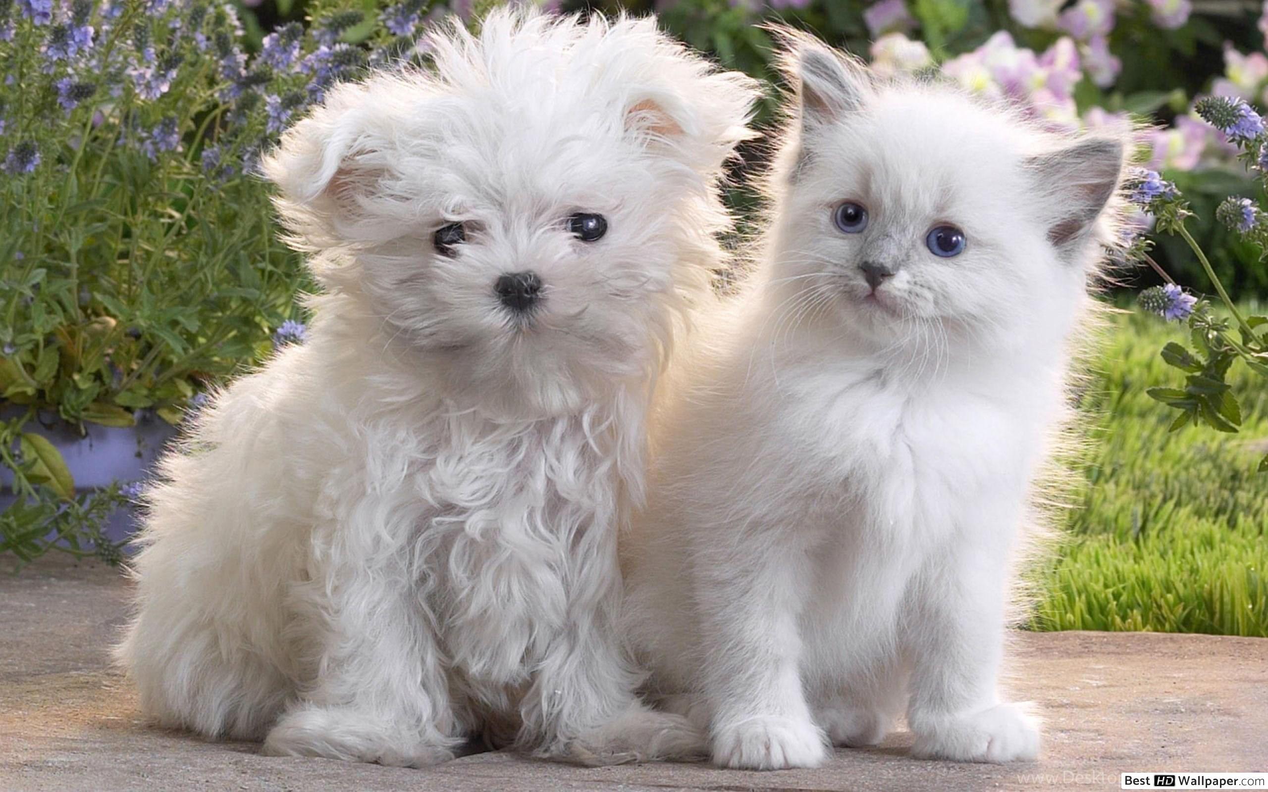 2560x1600 White Puppy and Kitten HD wallpaper .