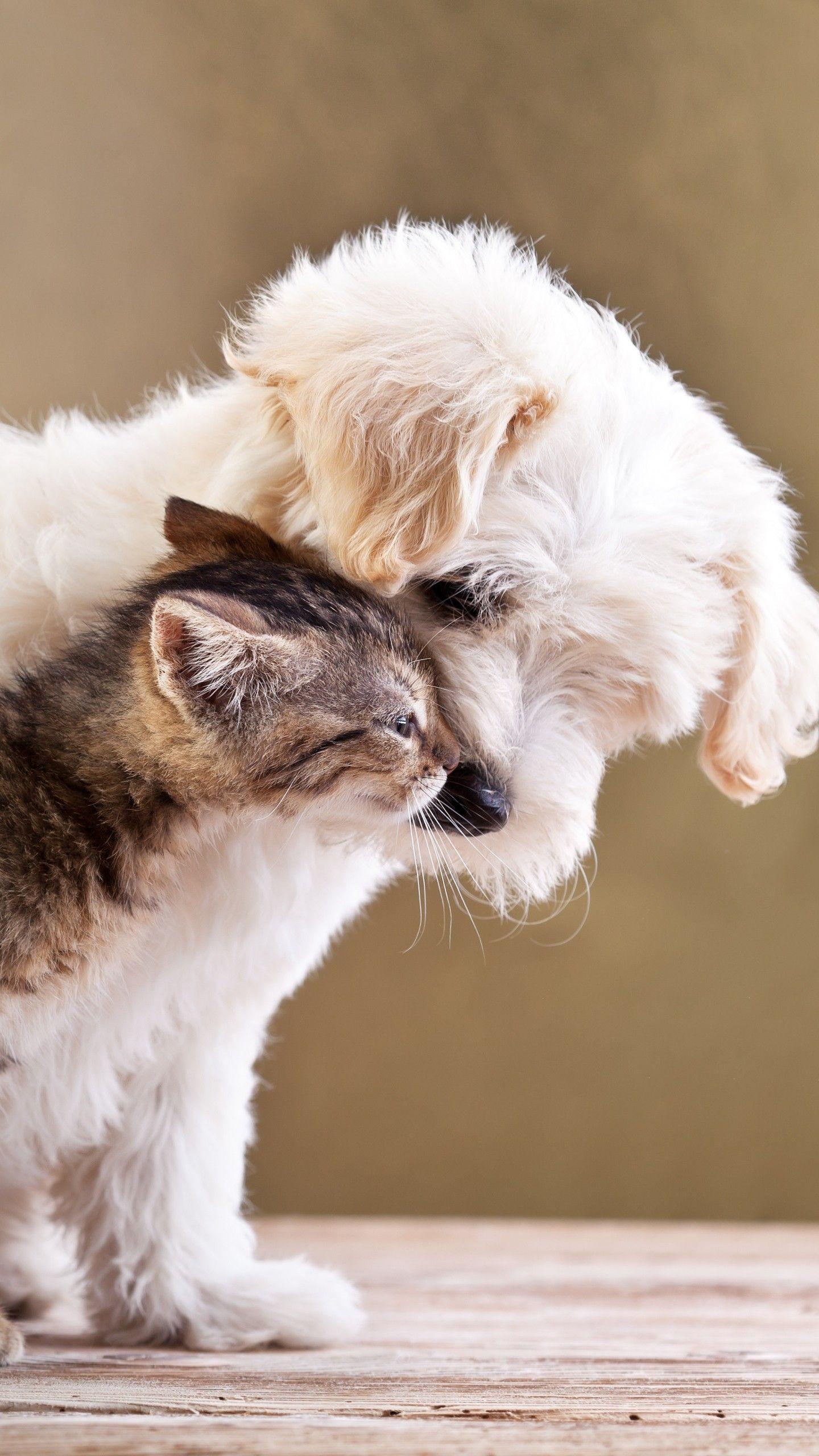 1440x2560 Dog Pupppy Cat Kitten Worksheet .