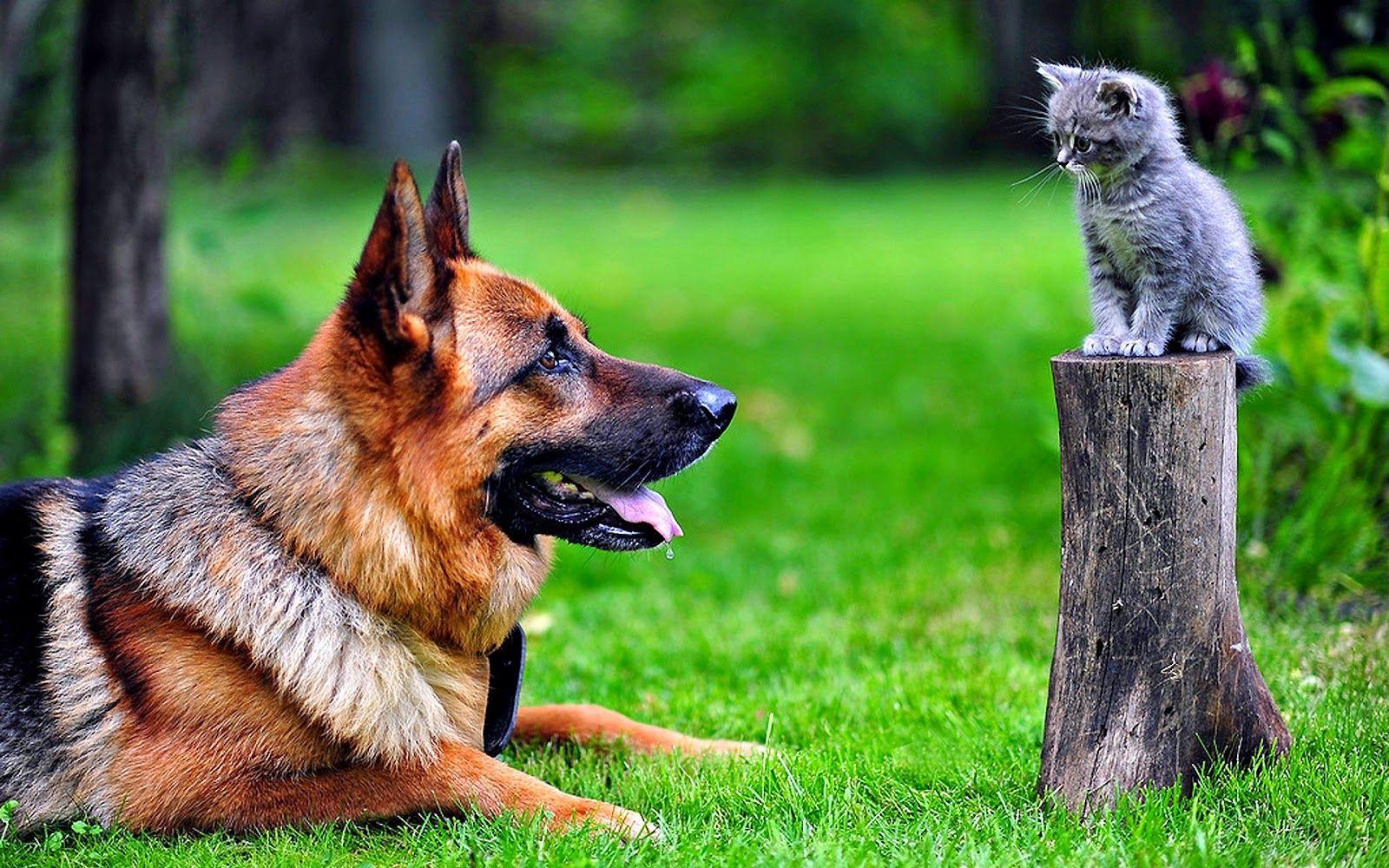 1600x1000 Dog And A Kitten Wallpaperx1000 .