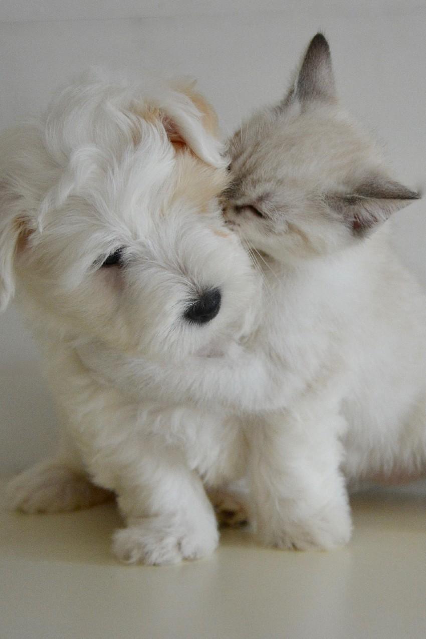 850x1275 Puppy and Kitten Wallpaper for Android .