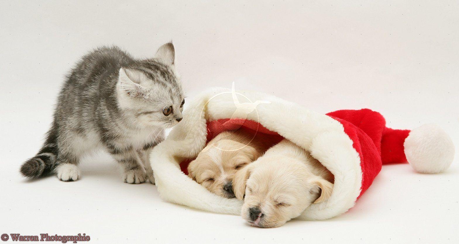 1569x835 Desktop Wallpaper Christmas Kittens And .