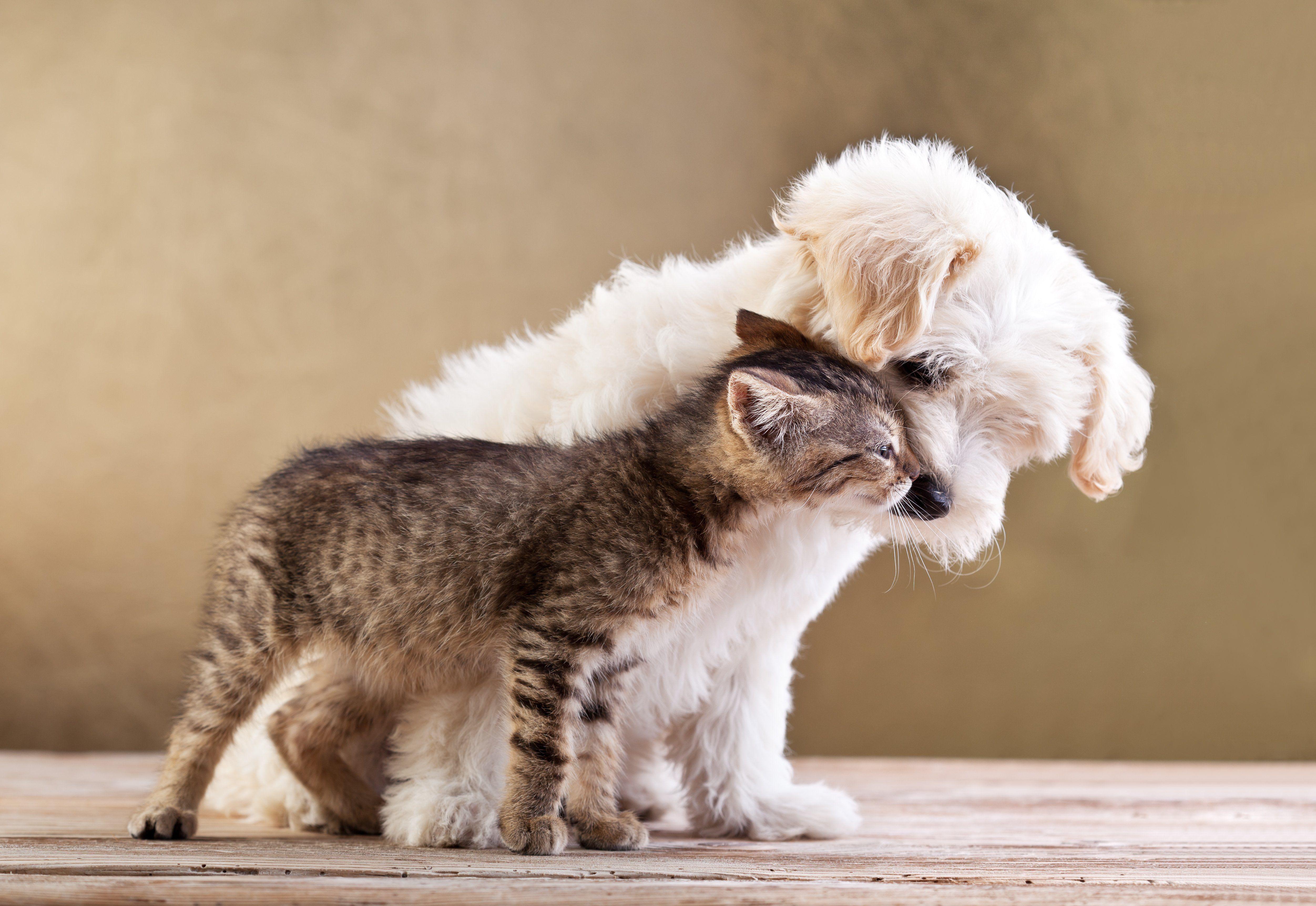 5006x3448 Kittens And Puppies Wallpaper Group Wallpaper
