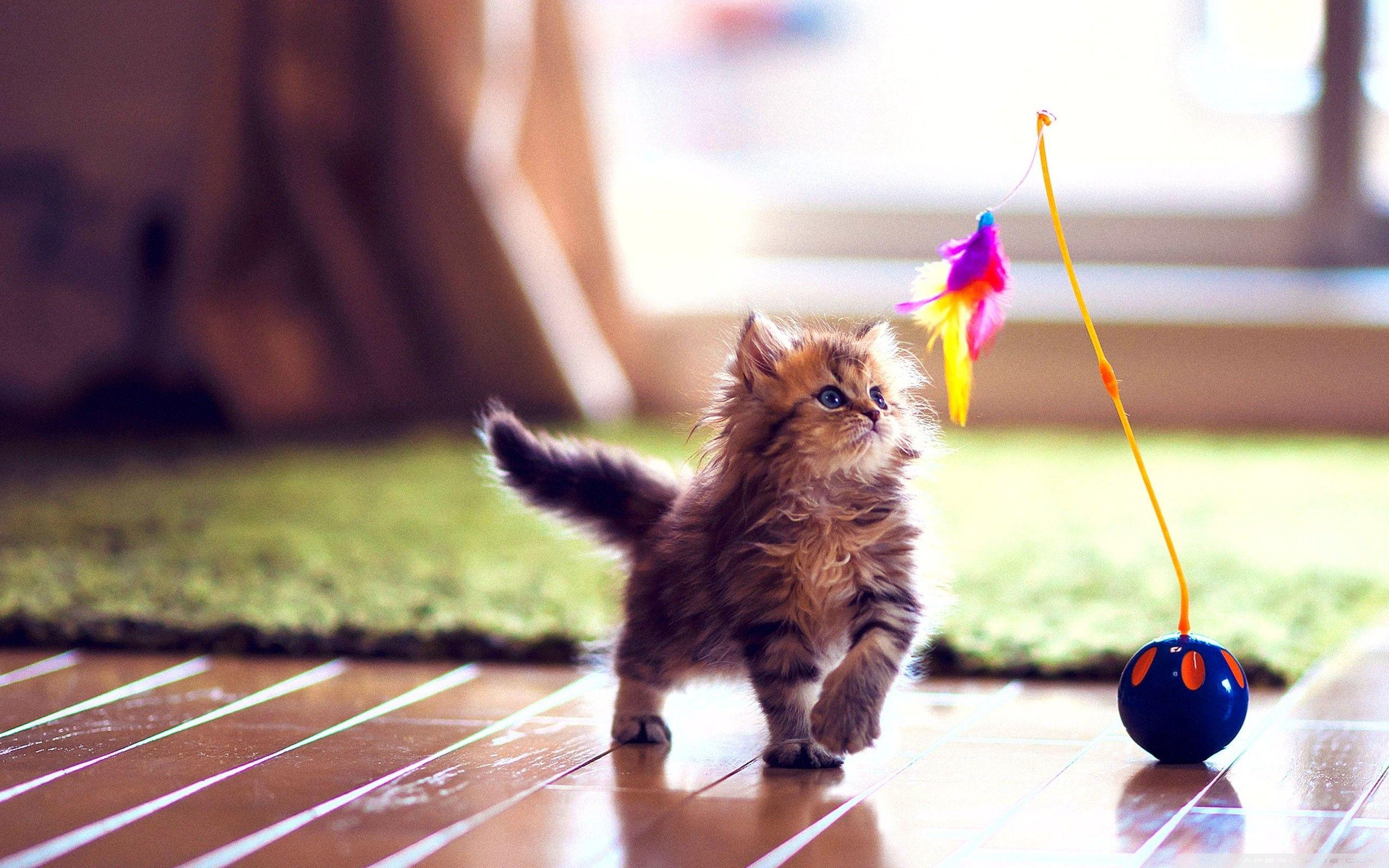 2560x1600 Cute Puppy And Kittenwallpaper