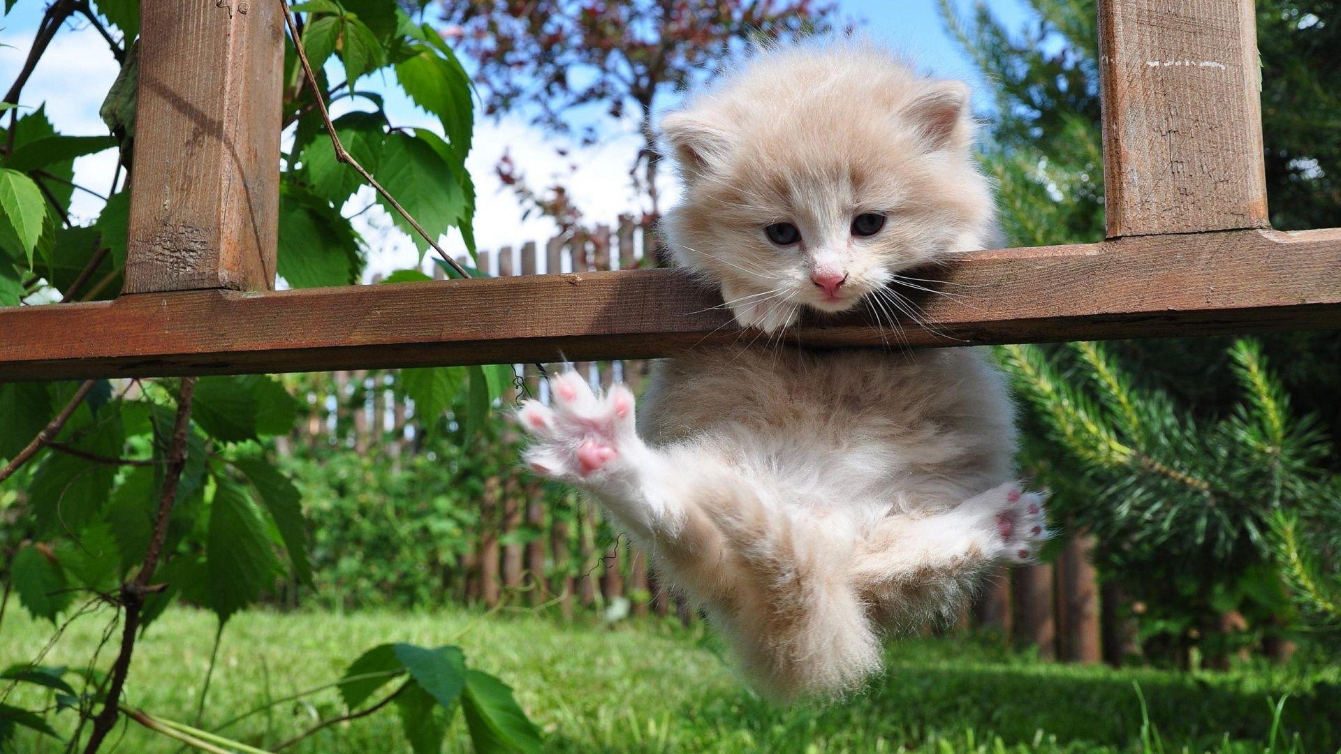 1920x1080 Best HD Kitten Wallpaper, 38786883 .