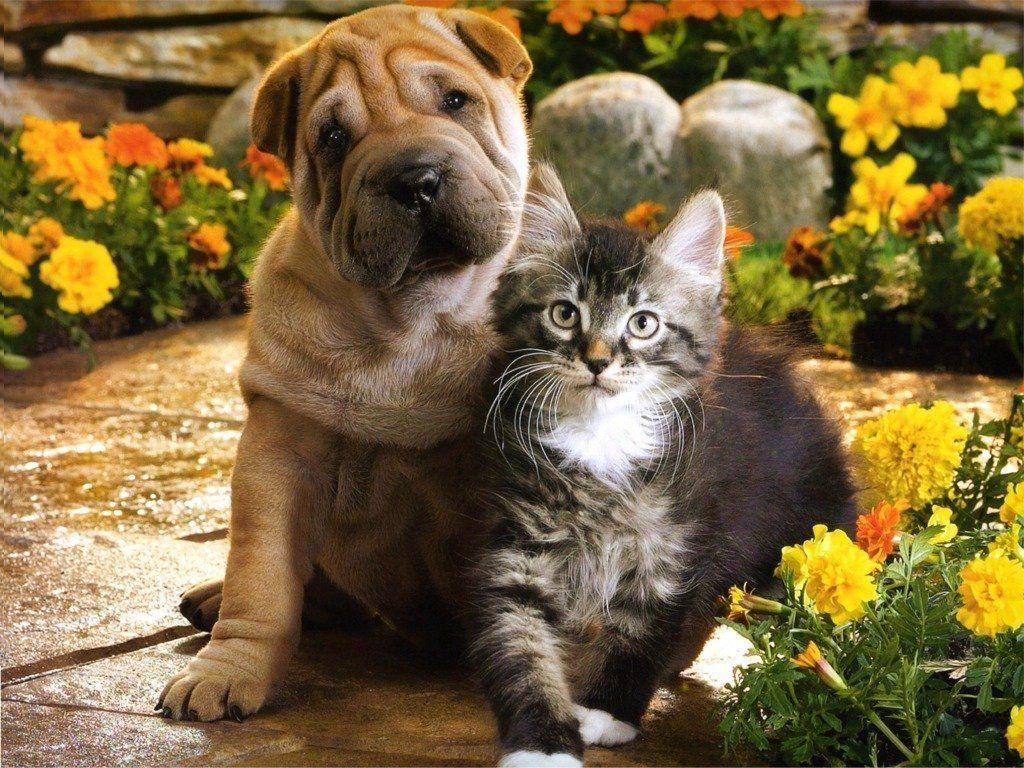 1024x768 Puppy And Kitten Wallpaper