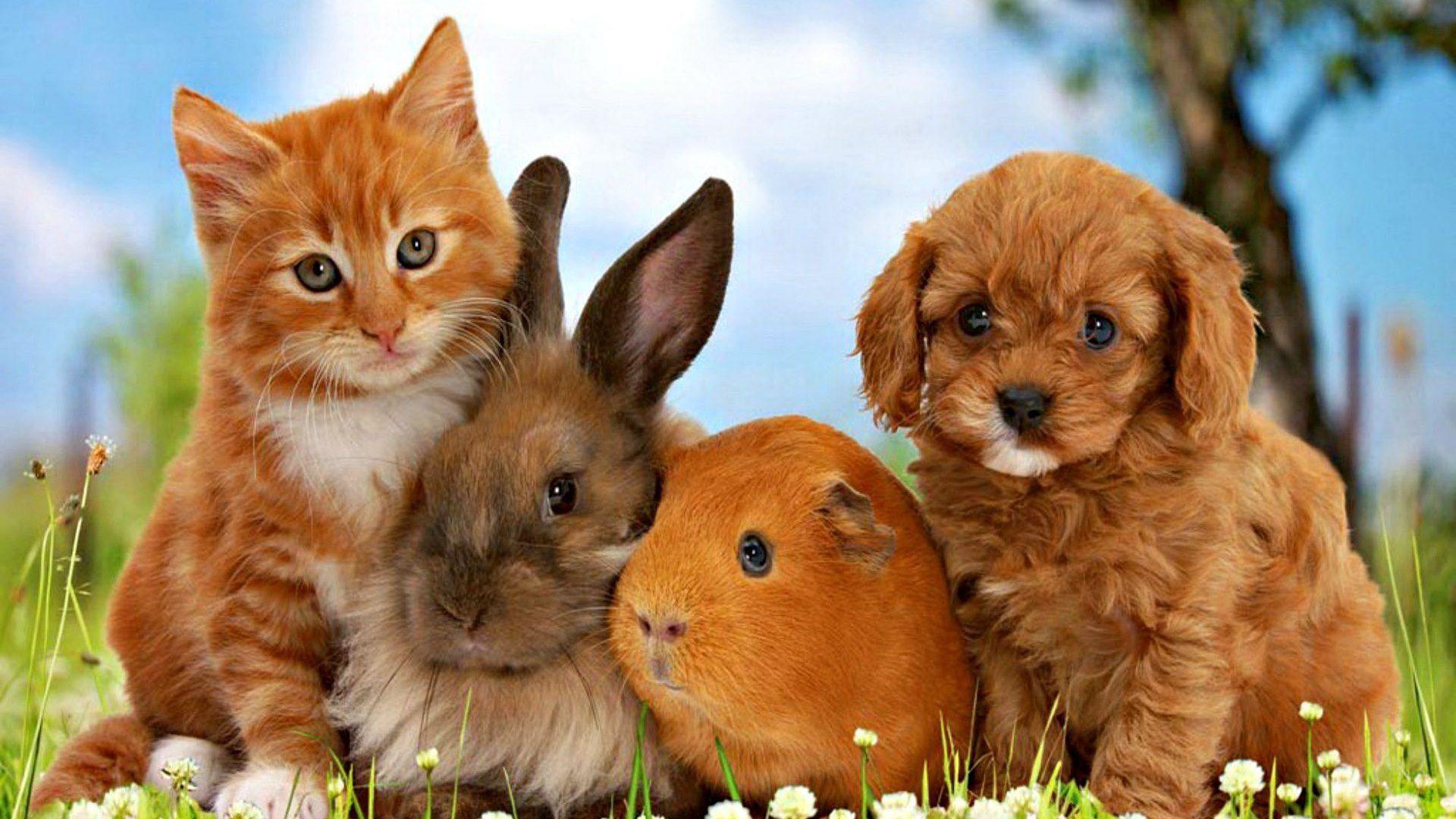1920x1080 Puppy and Kitten Wallpaper .