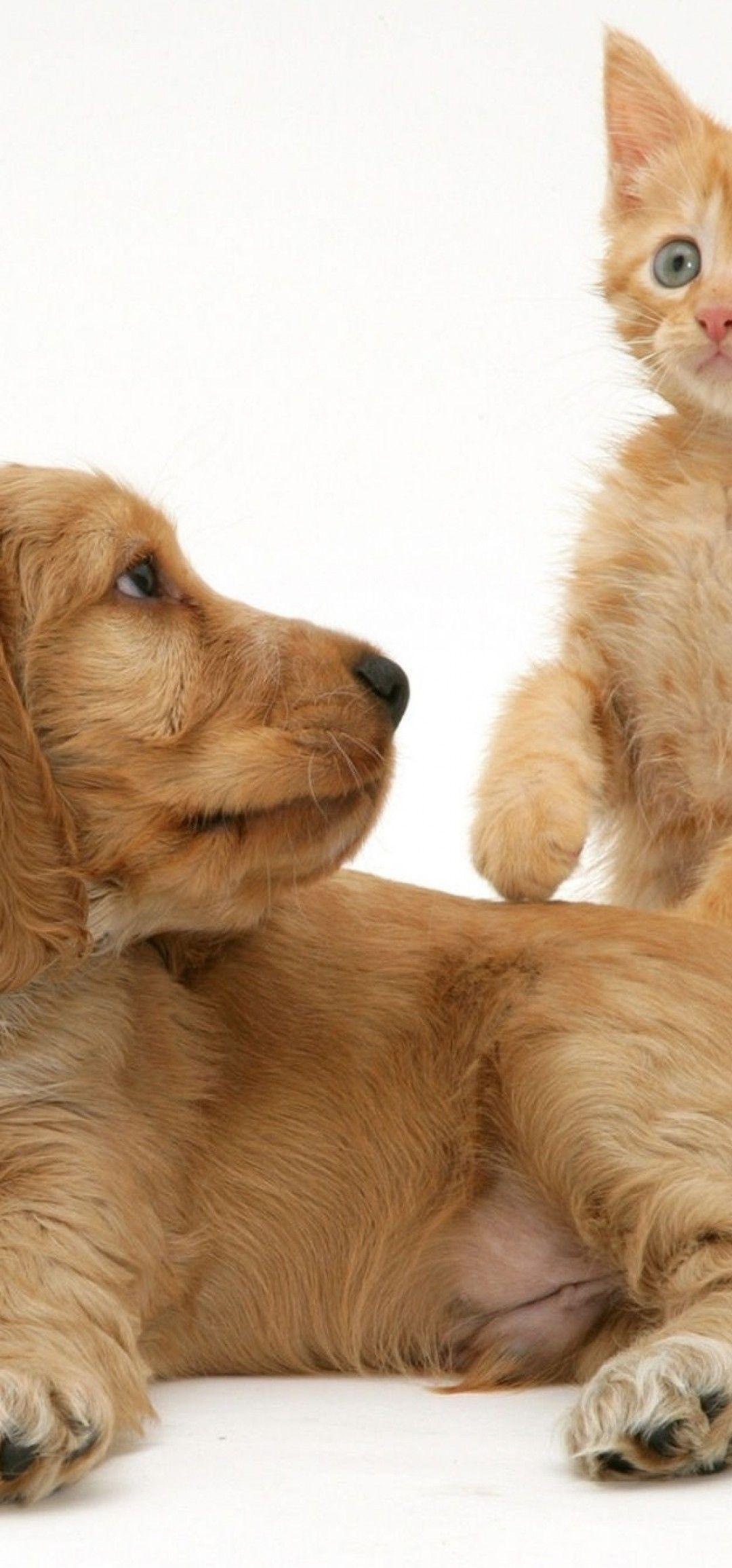 1080x2310 Download 1080x2310 Cat, Dog, Friends .
