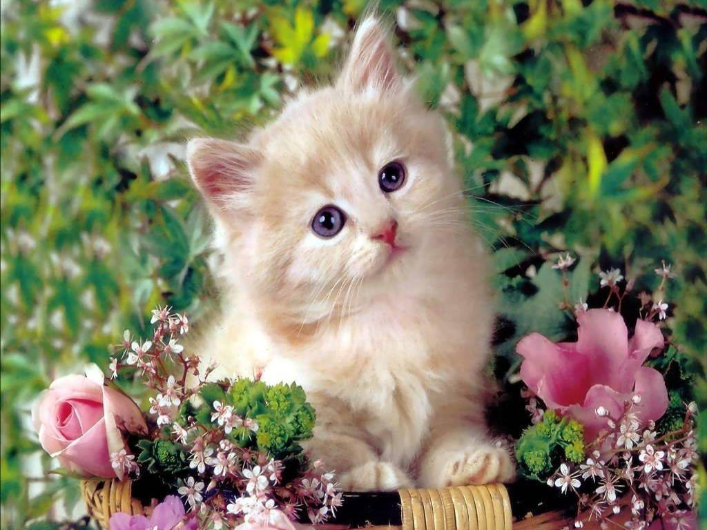 1024x768 Wallpaper Cute Cats And Dogs Image .mycatwallpaper.
