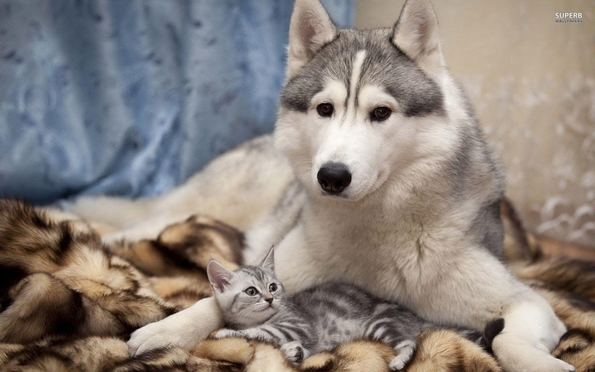 1920x1200 Puppies and Kittens Wallpaper .