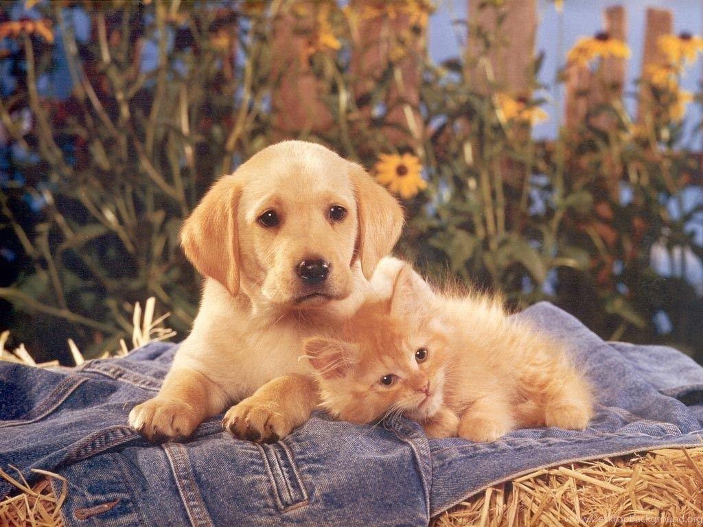 1024x768 Dogs: Puppy Kitten Kitties Puppies HD .