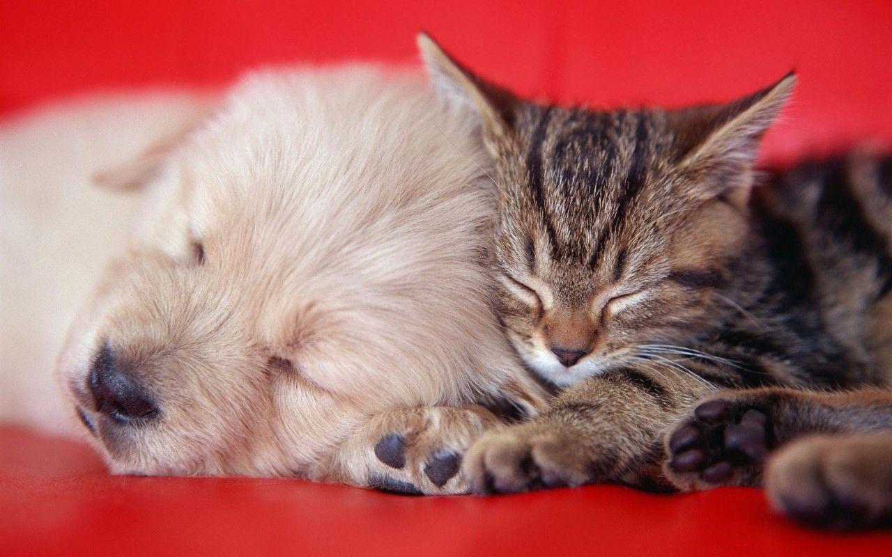1280x800 Cute Puppies And Kittens Wallpaper .