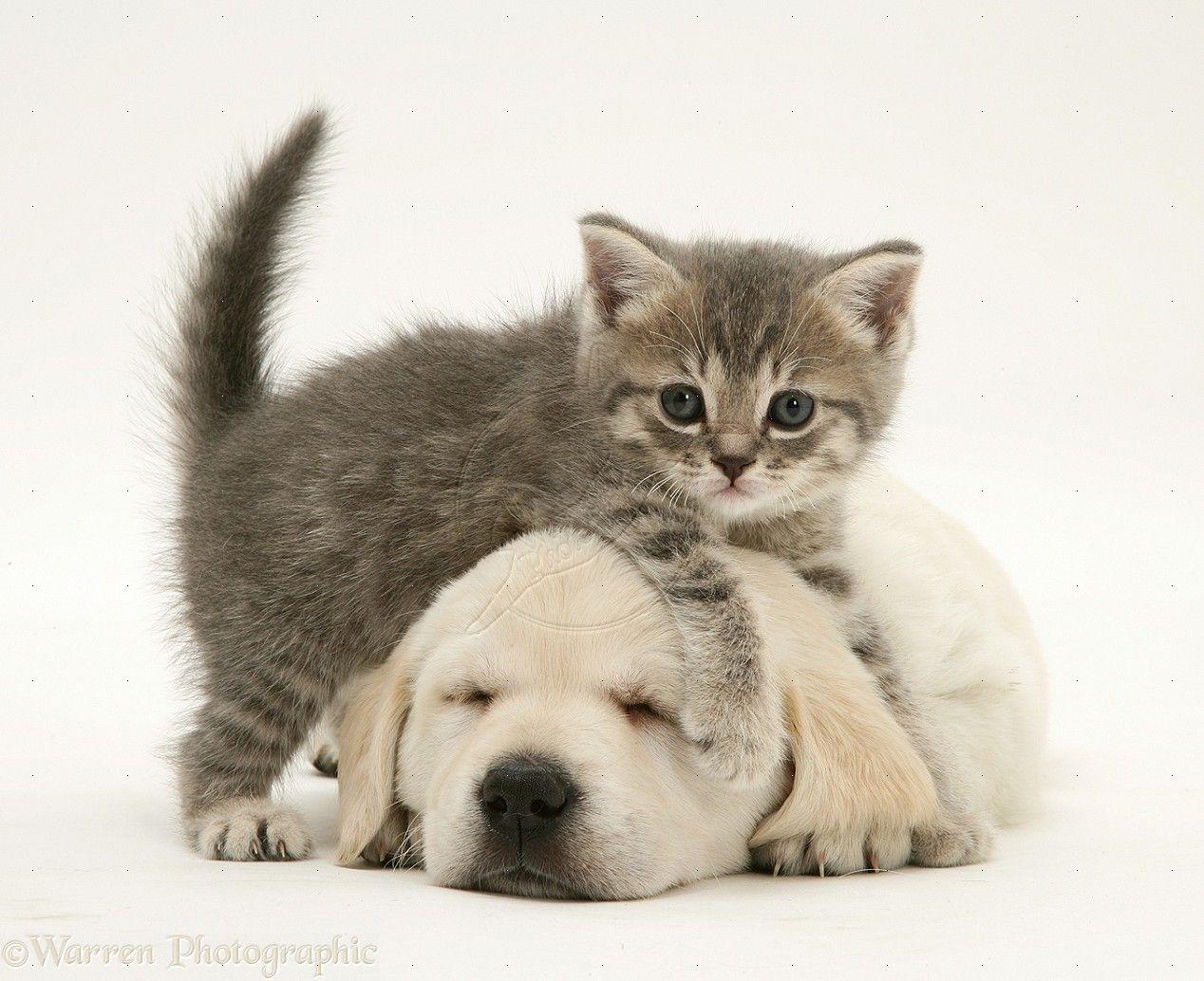 1268x1034 Kittens And Puppies Wallpaper Group Wallpaper