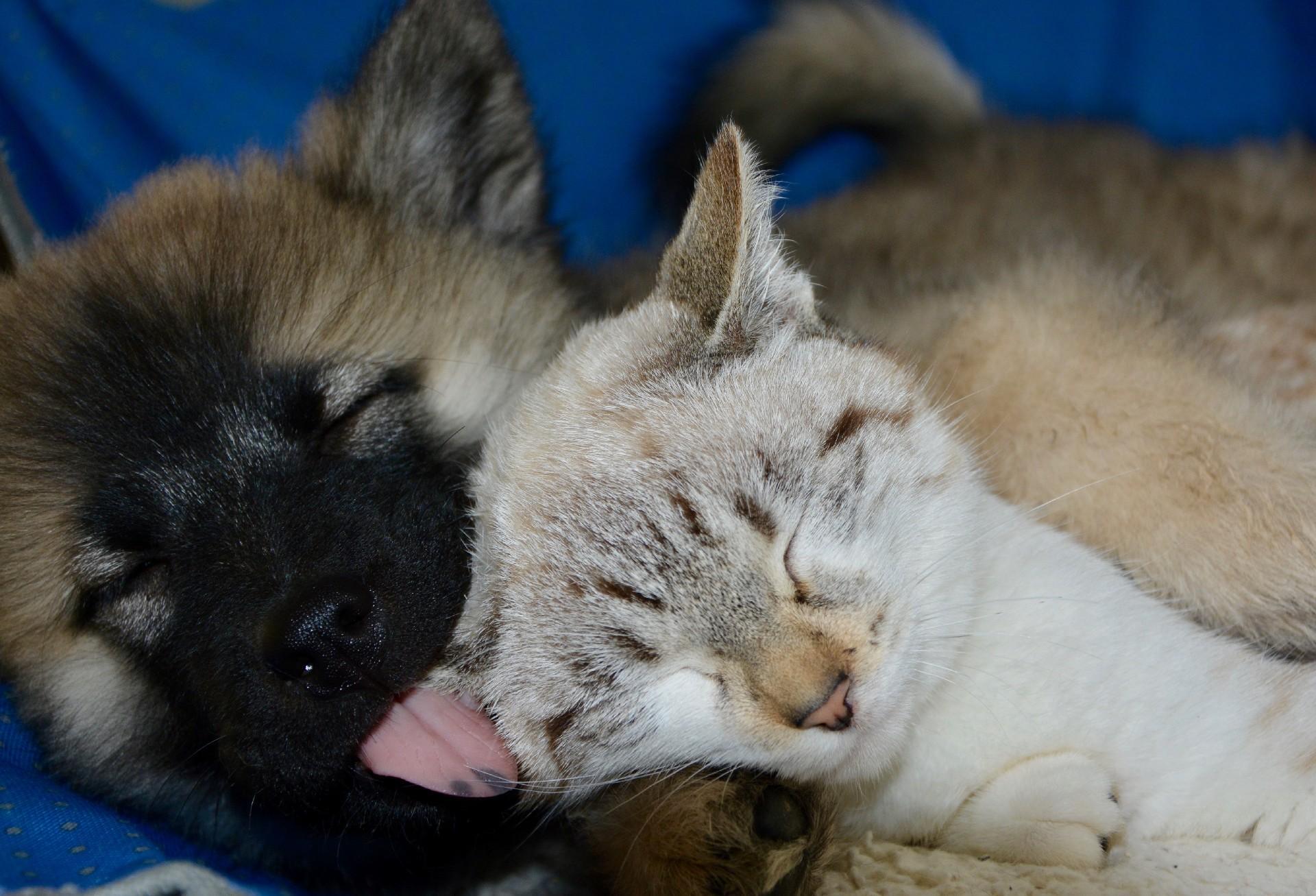 1920x1307 Puppy and Kitten Wallpaper for Android .