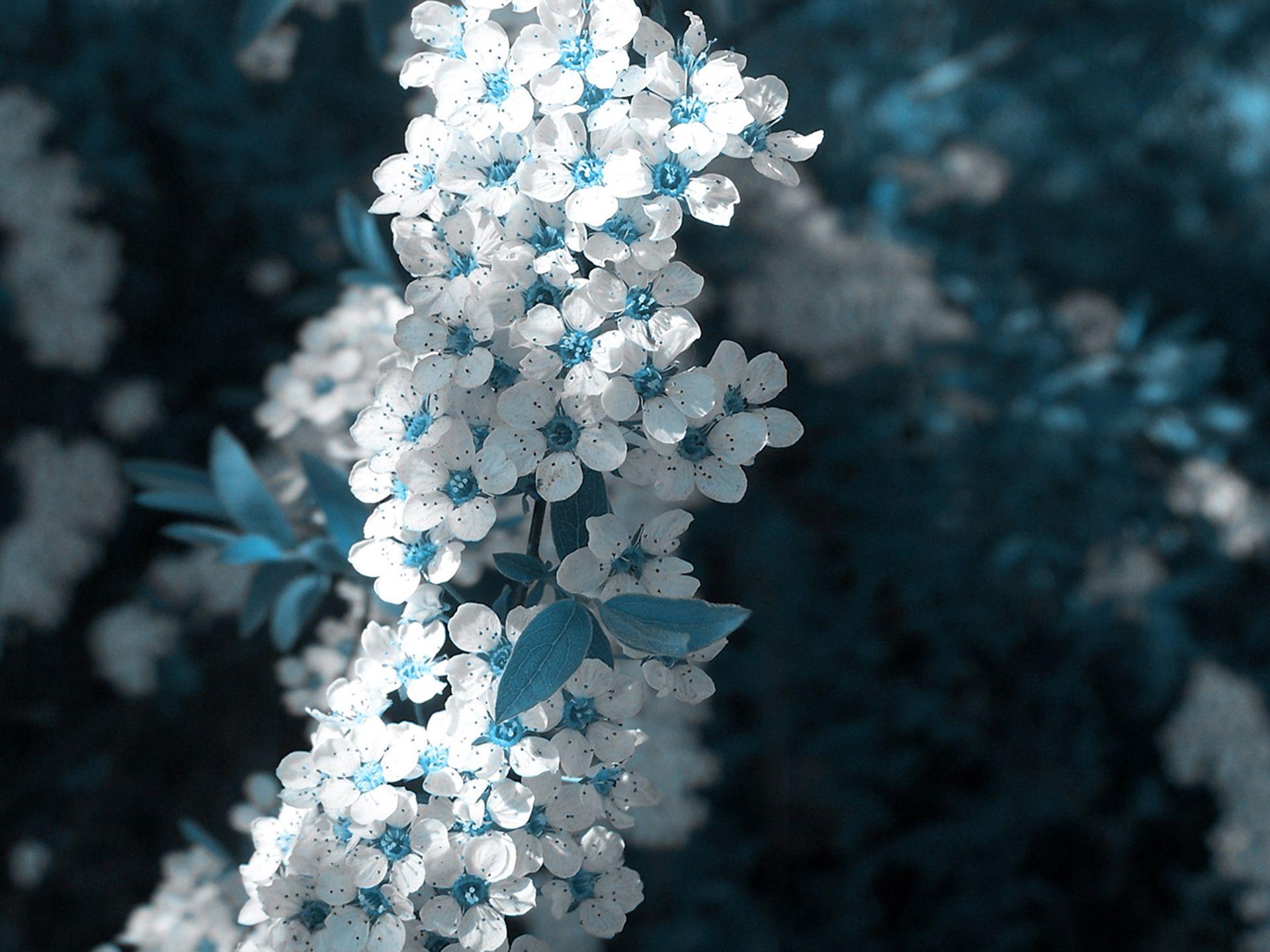 1920x1440 Blue and White Wallpaper -