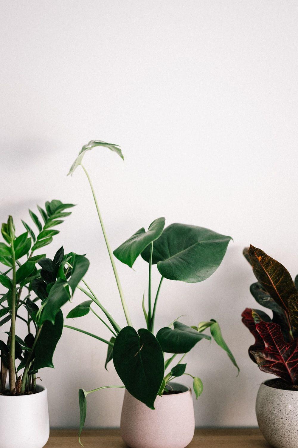 Amazing Quality Birth House Plant Design Concept Amazing Quality Birth House Plant Design Concept