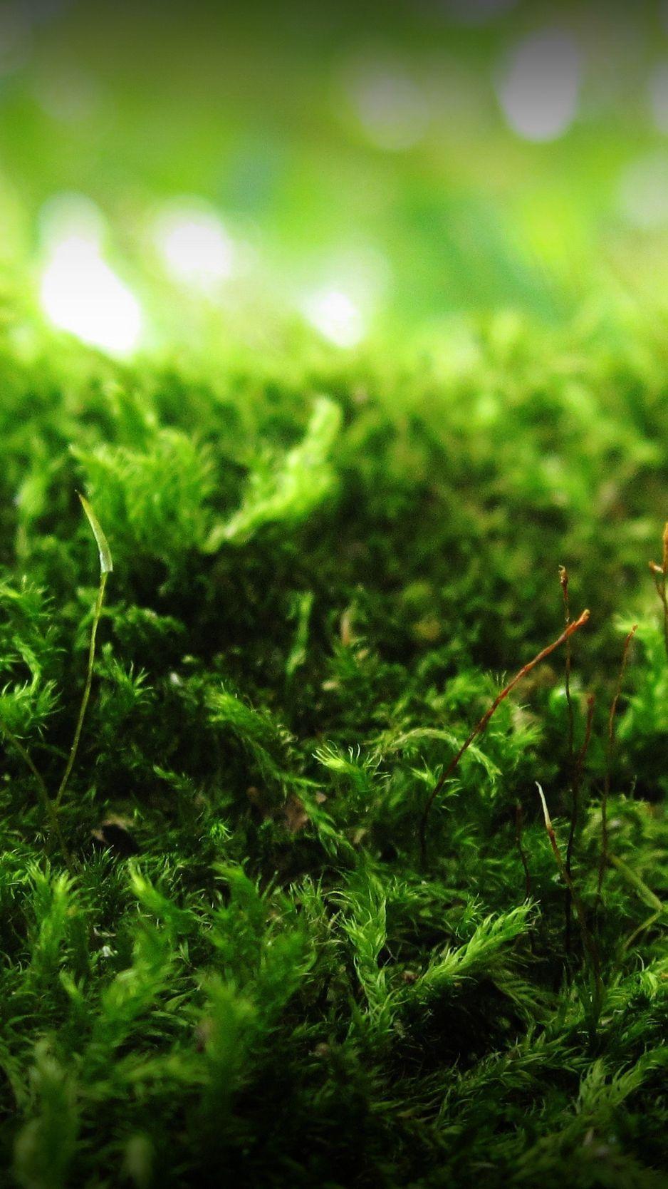 Moss Green Wallpapers - Top Free Moss Green Backgrounds - WallpaperAccess