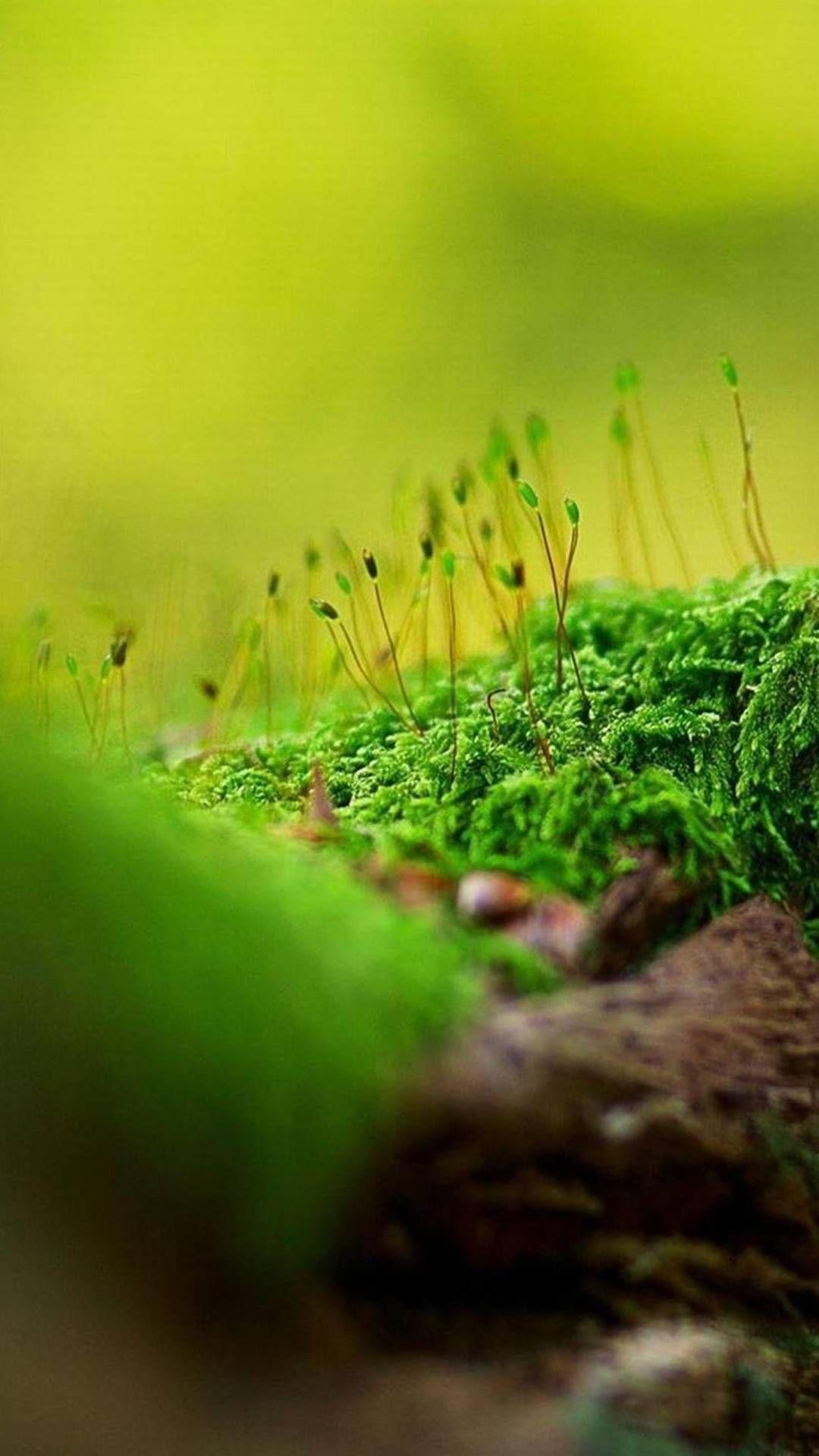 1080x1920 Garden Wallpaper for Galaxy S11 .