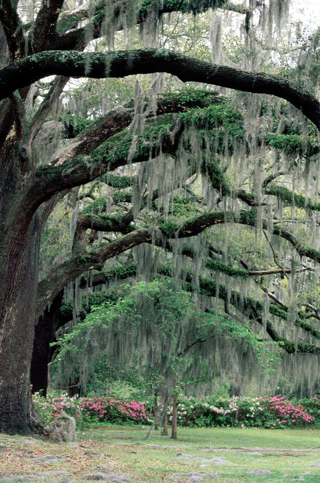 Spanish Moss Wallpapers Top Free Spanish Moss Backgrounds