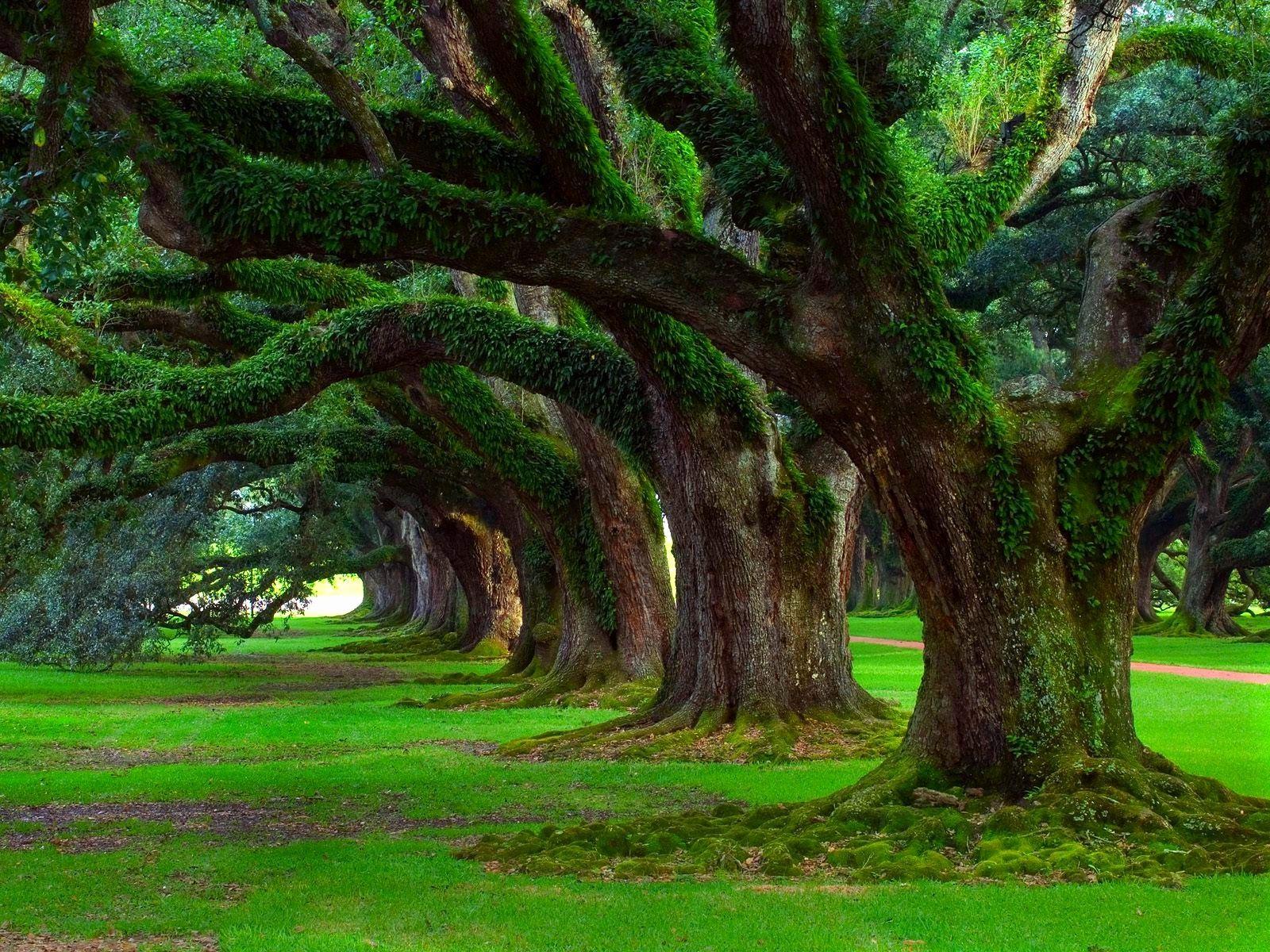 1600x1200 Trees Background Awesome Oak Trees .