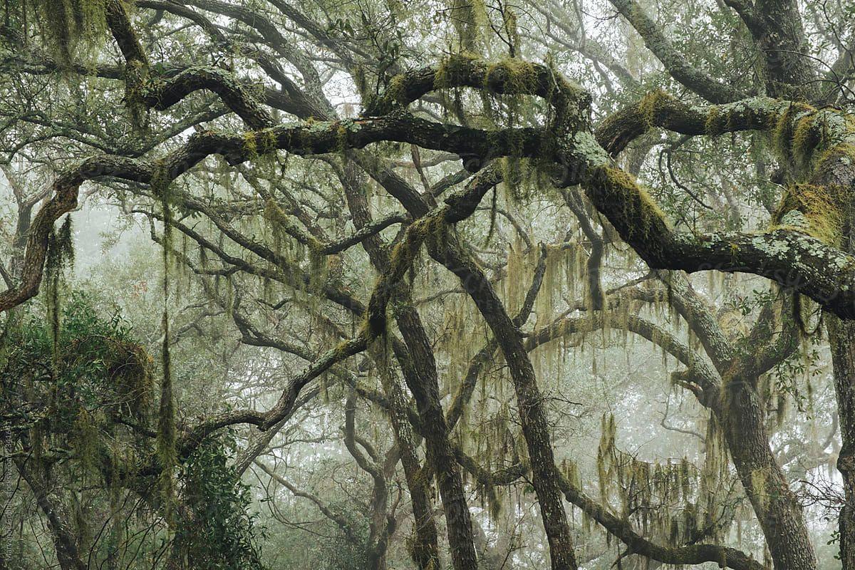 1200x800 Live Oaks Dripping in Spanish Moss by .