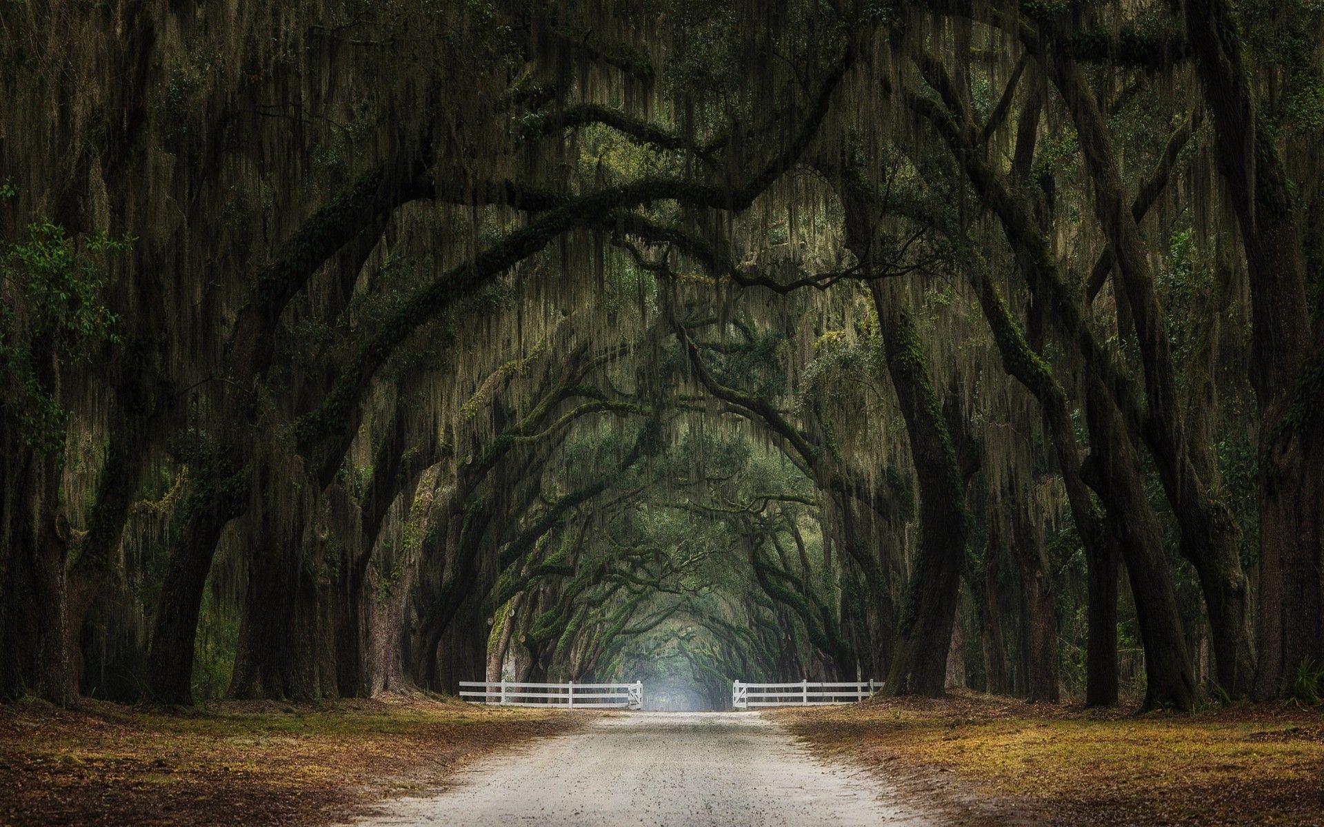 1920x1200 nature, Landscape, Oak Trees, Gates .