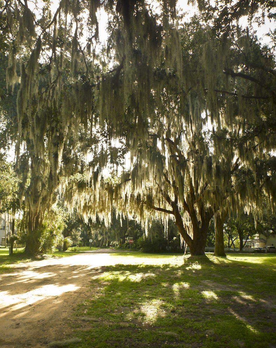 948x1197 Live Oak trees draped in Spanish Moss .com