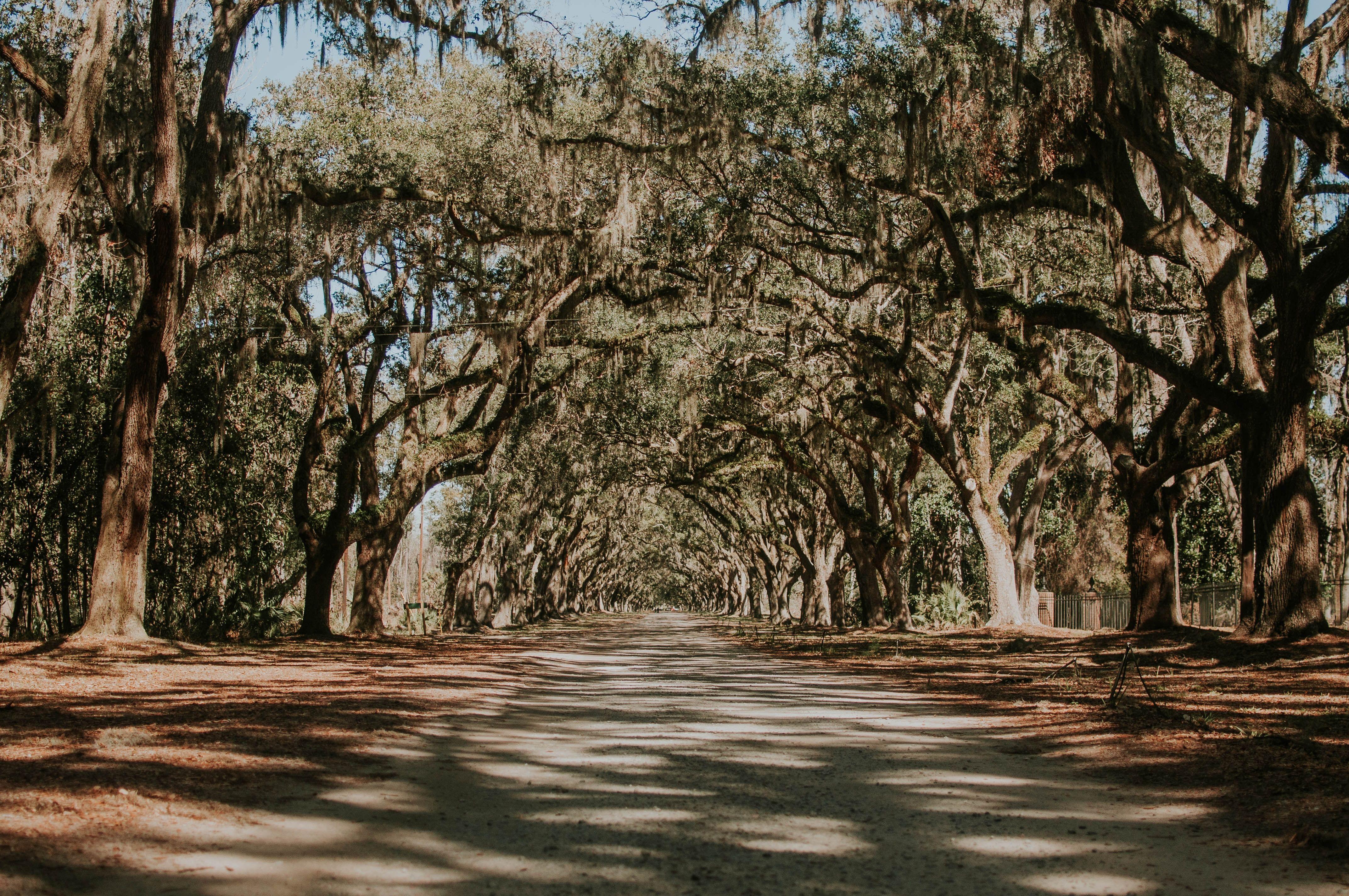 4288x2848 4288x2848 #Creative Commons .