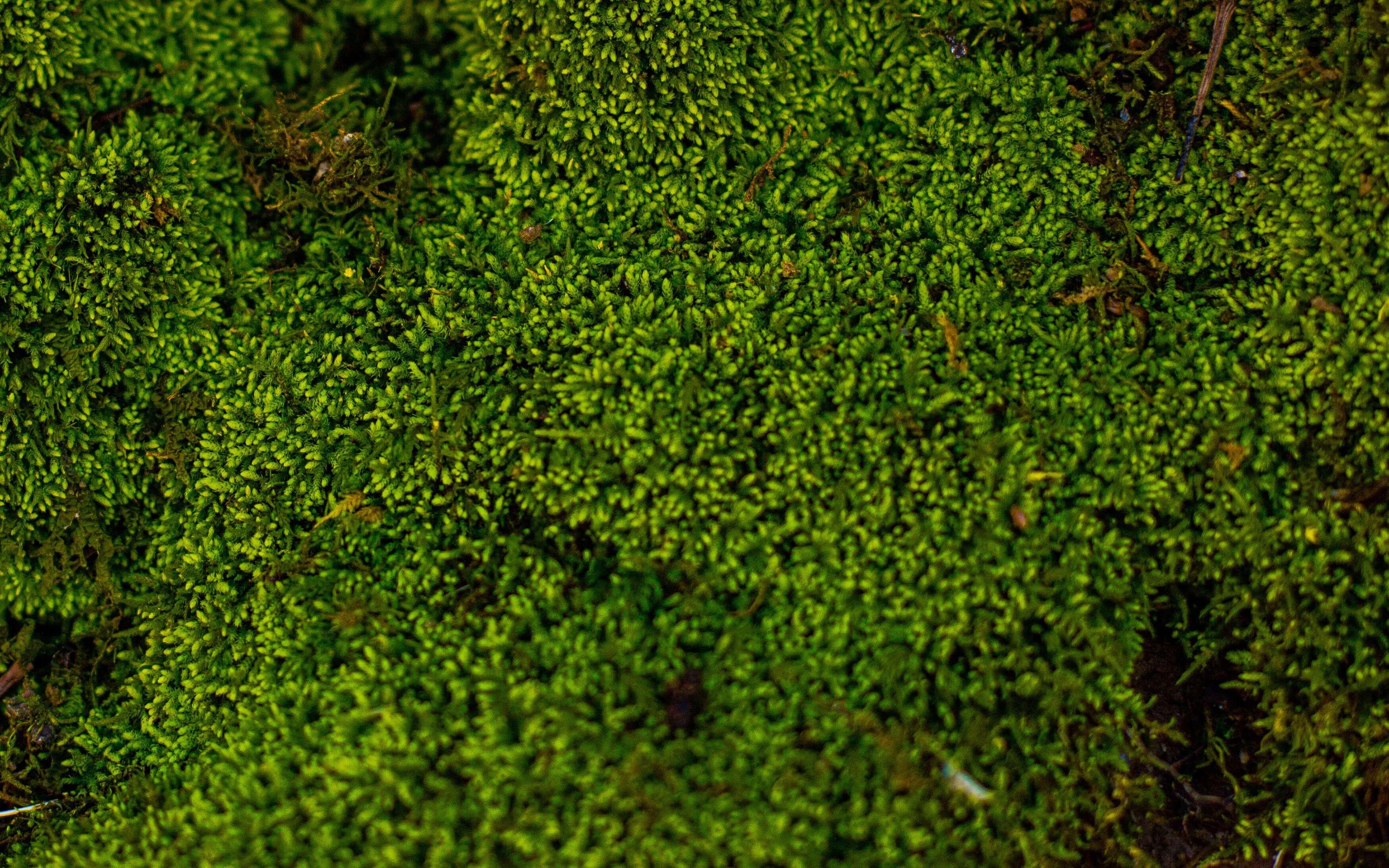 Moss Green Wallpapers - Top Free Moss Green Backgrounds - WallpaperAccess