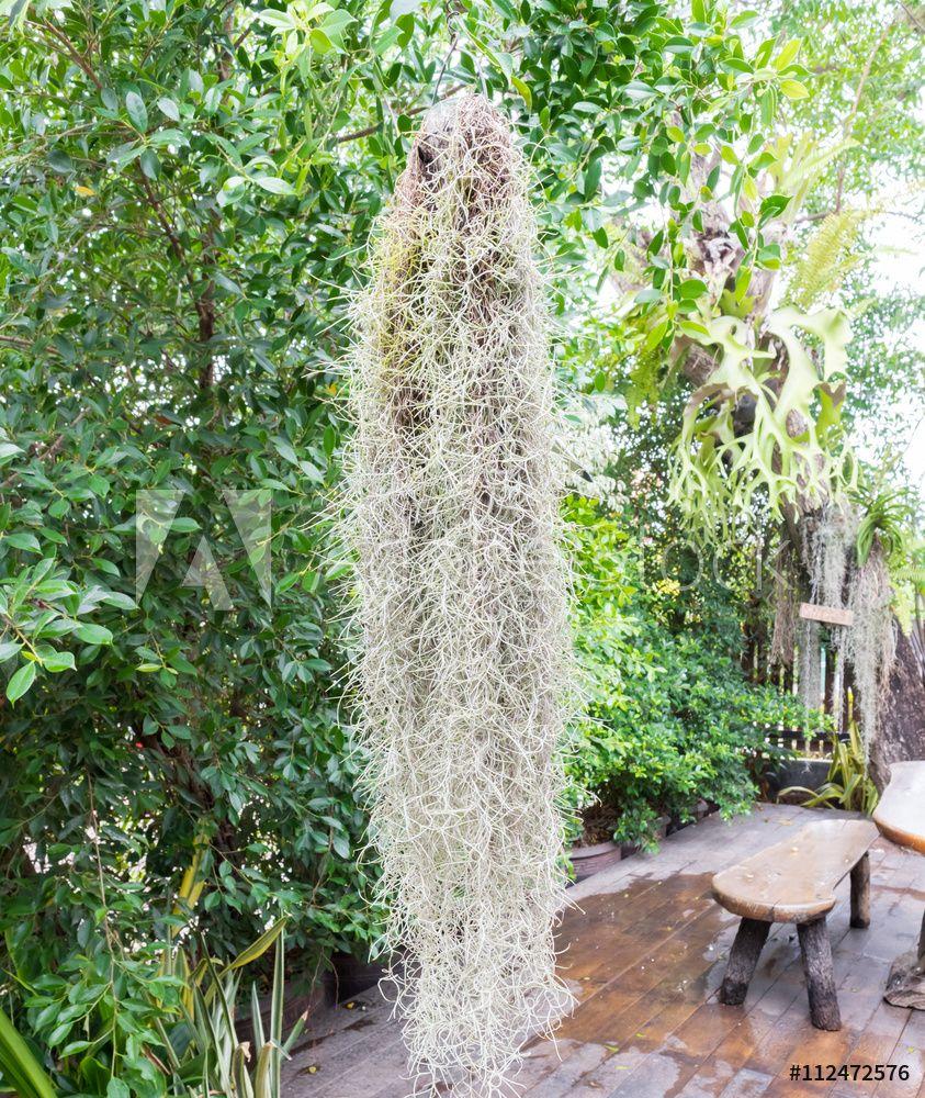 843x1000 Spanish Moss Tree Background Texture .wallsheaven.com · In stock