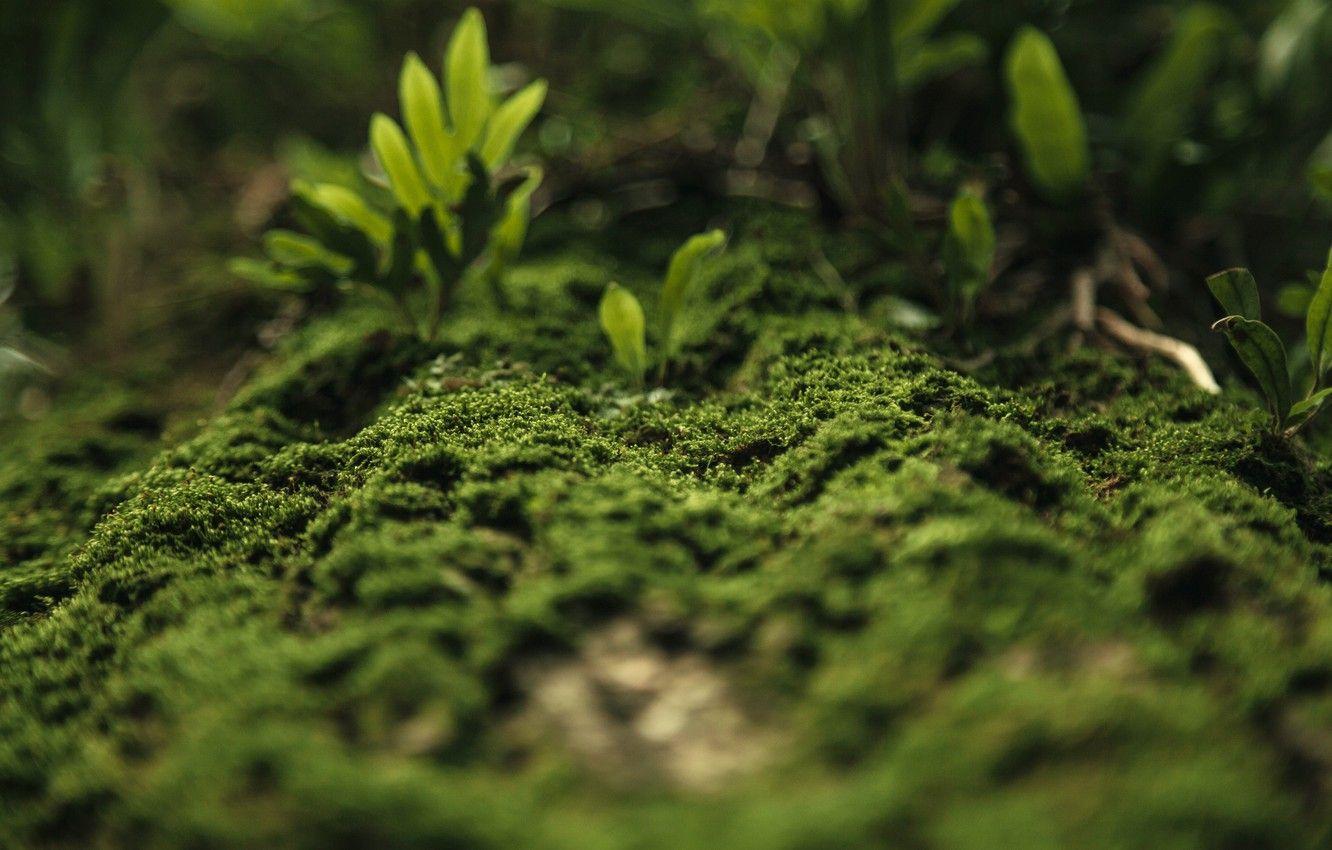 1332x850 Wallpaper Nature, Plant, Green, Moss .