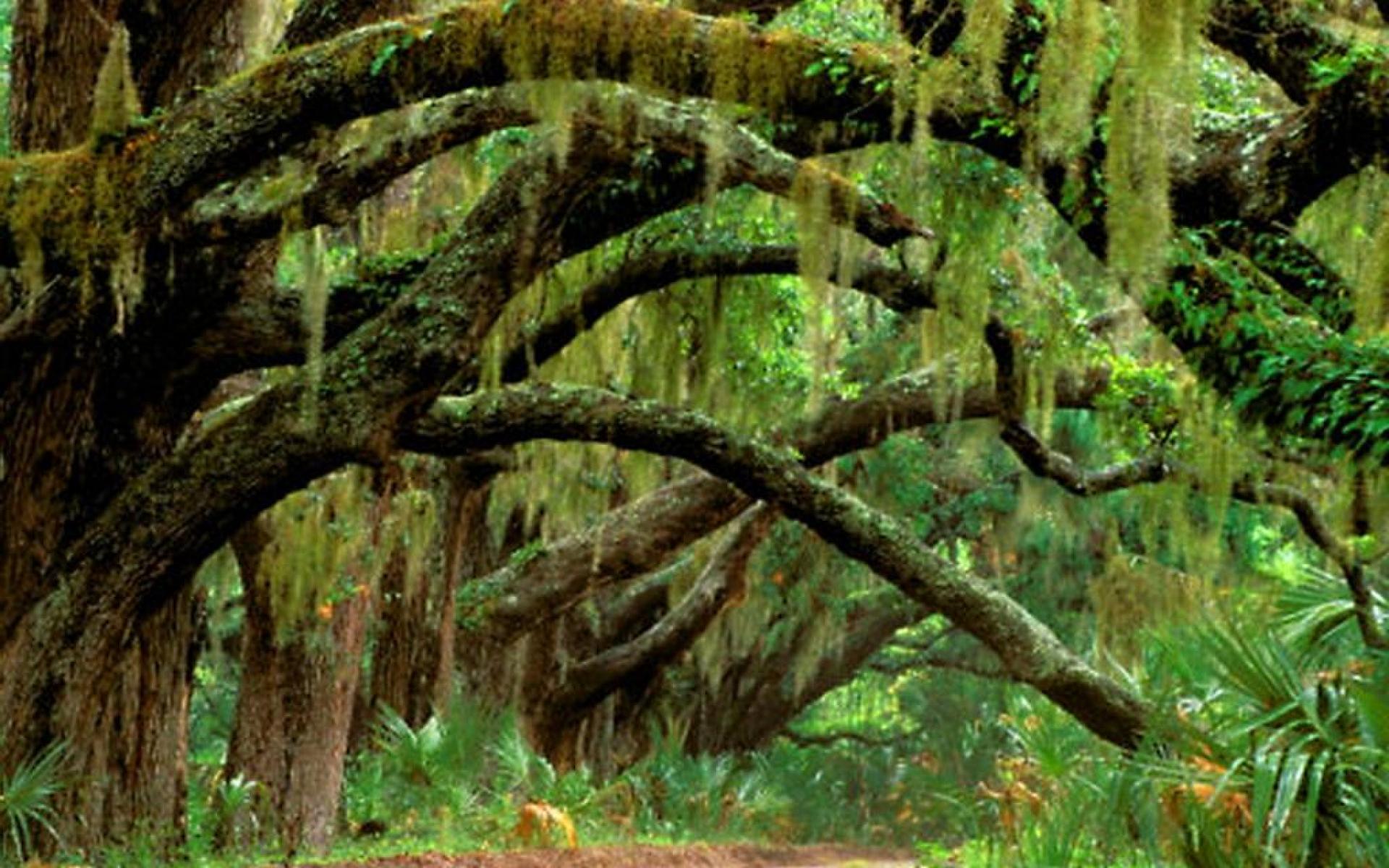 1920x1200 Oak Tree