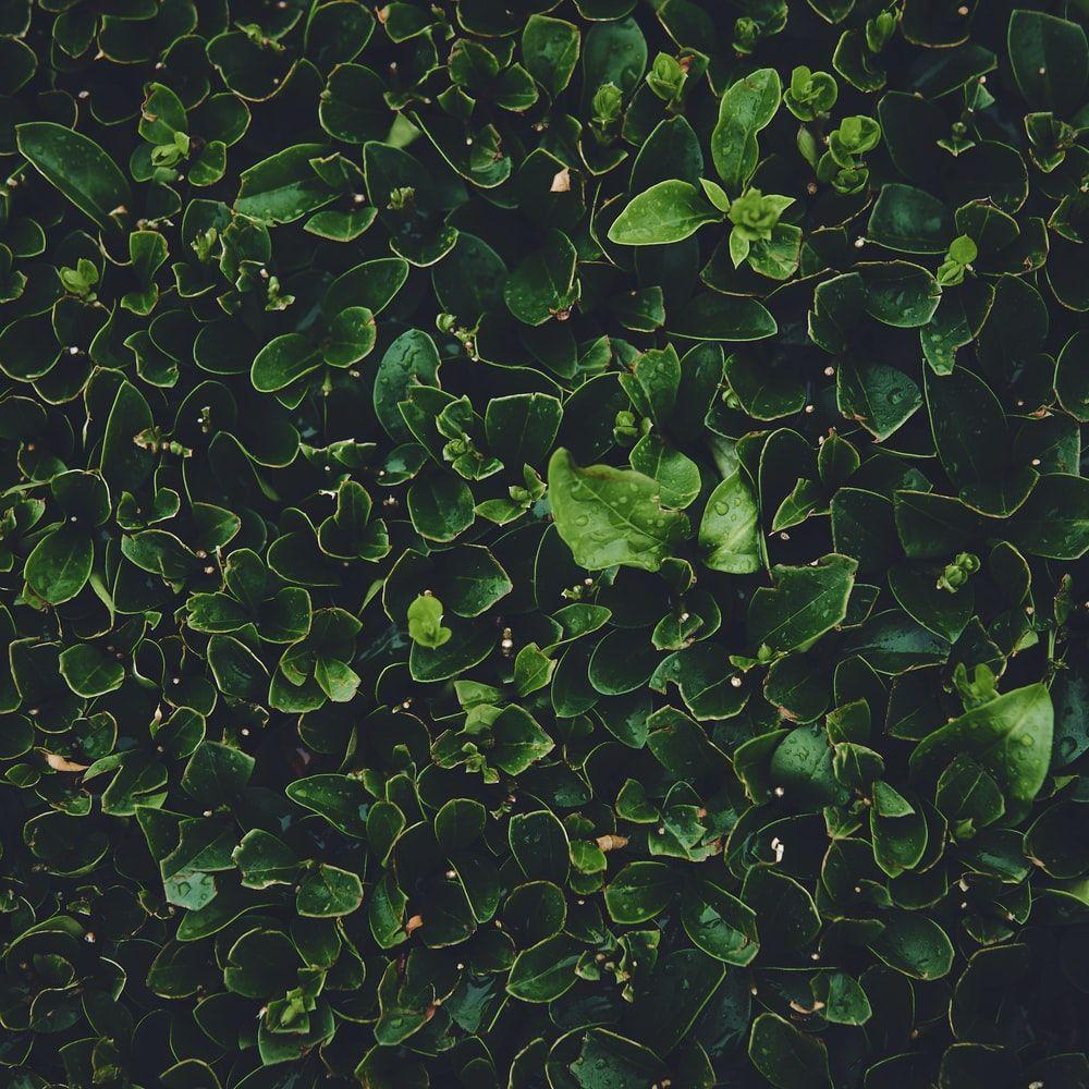 1000x1000 Moss Green Picture. Download Free .com