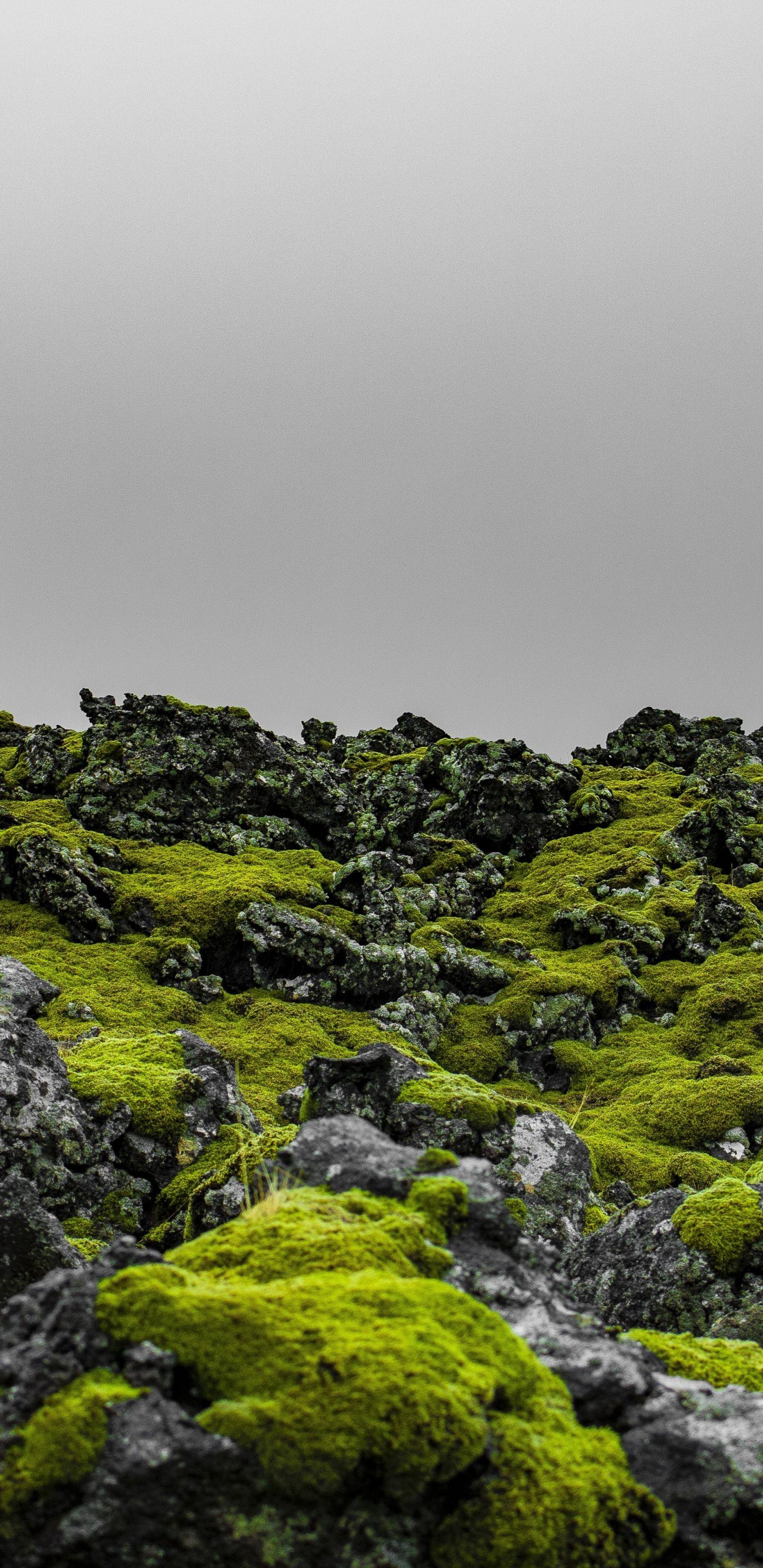 1440x2960 green moss, landscape, iceland, nature .
