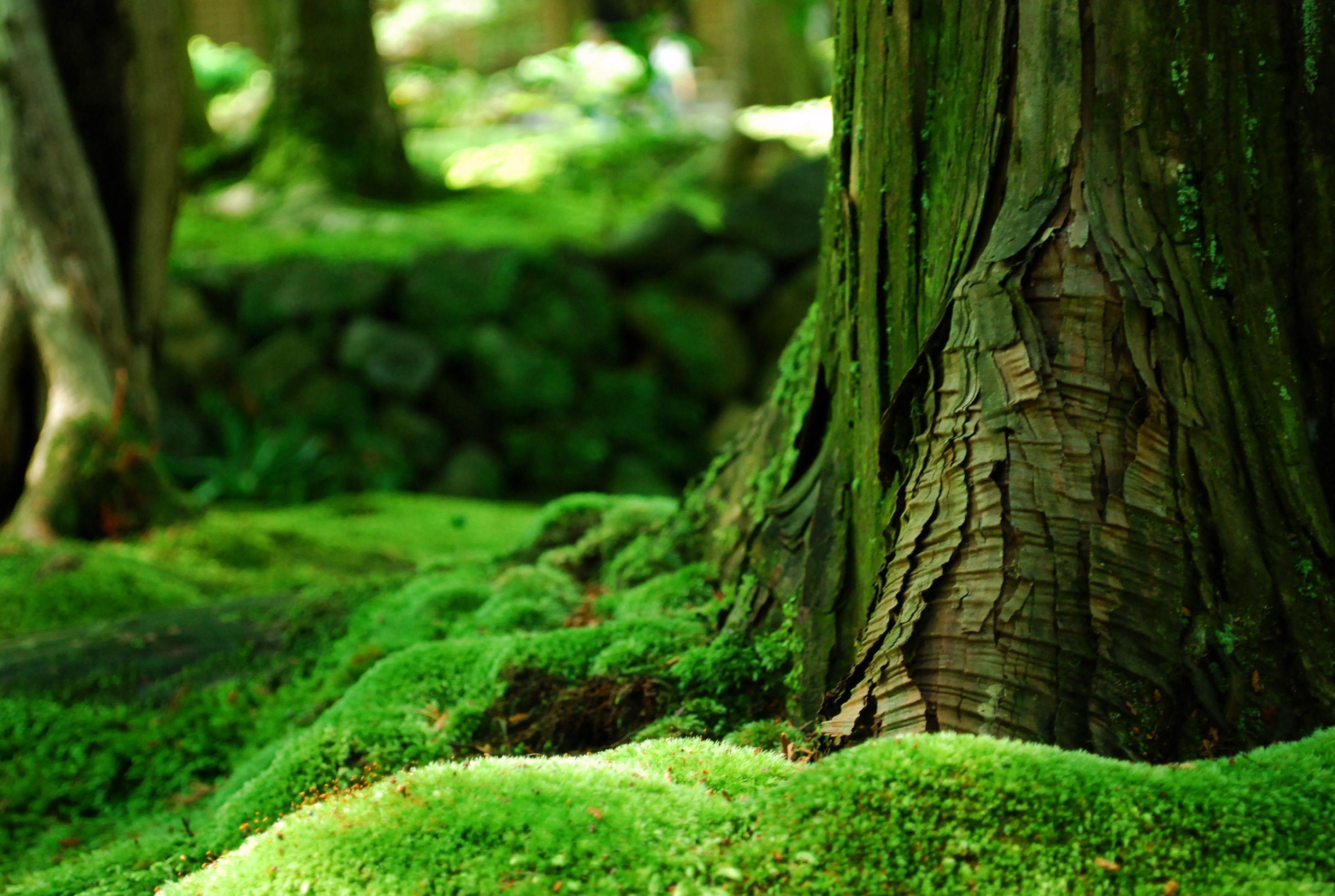 2896x1944 Moss forest wallpaper. Moss plant, Green nature, Green trees
