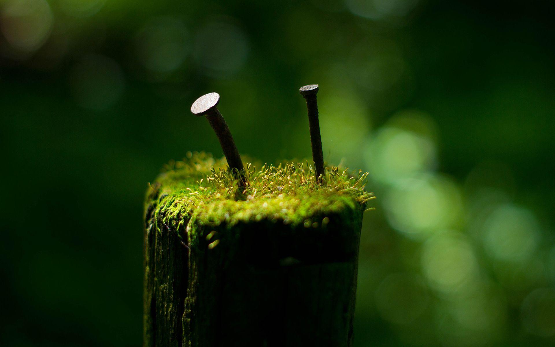 1920x1200 Nails Moss Macro Green wallpaper .